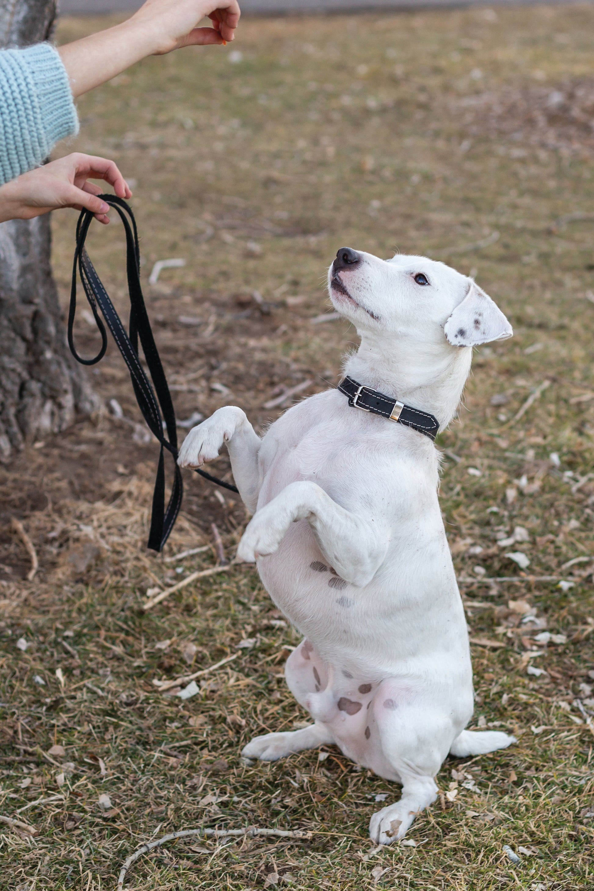 Traditional Black Leather Dog Collar - Boske.store