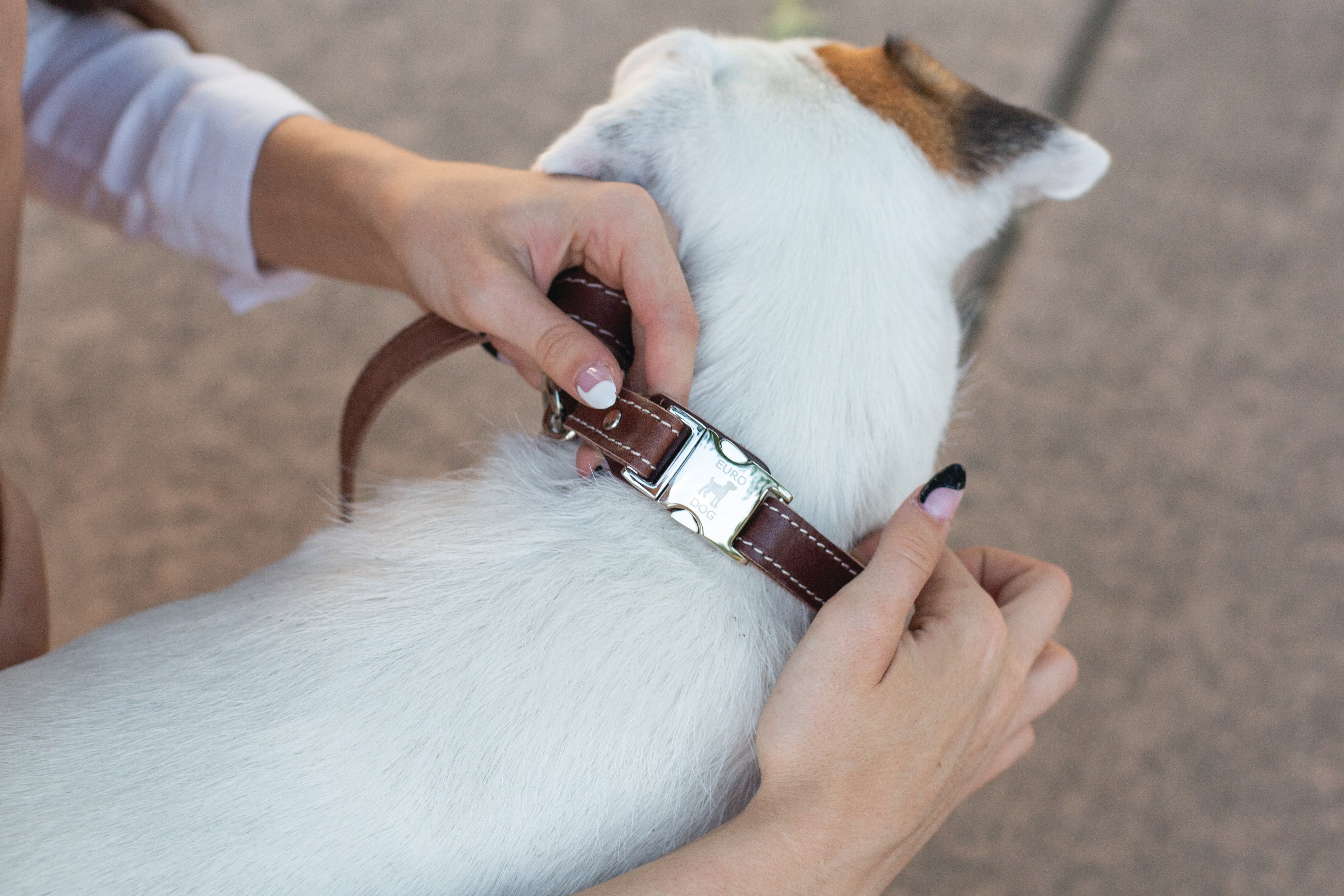 Pro Line Quick - Release Chocolate Leather Dog Collar with Metal Buckle - Boske.store