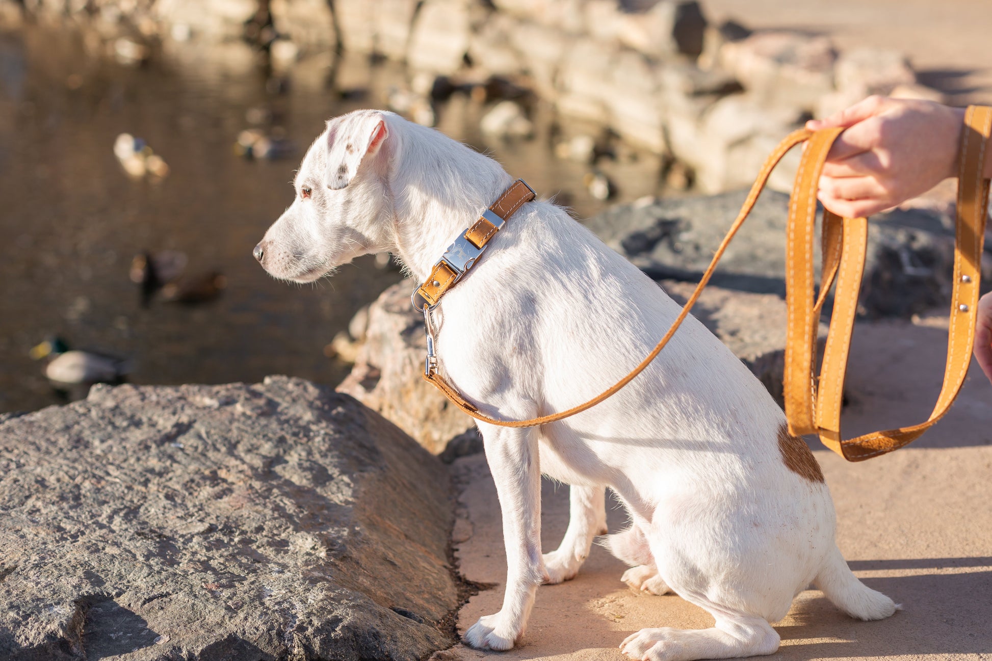 Pro Line Hunting Khaki Leather Leash - Boske.store
