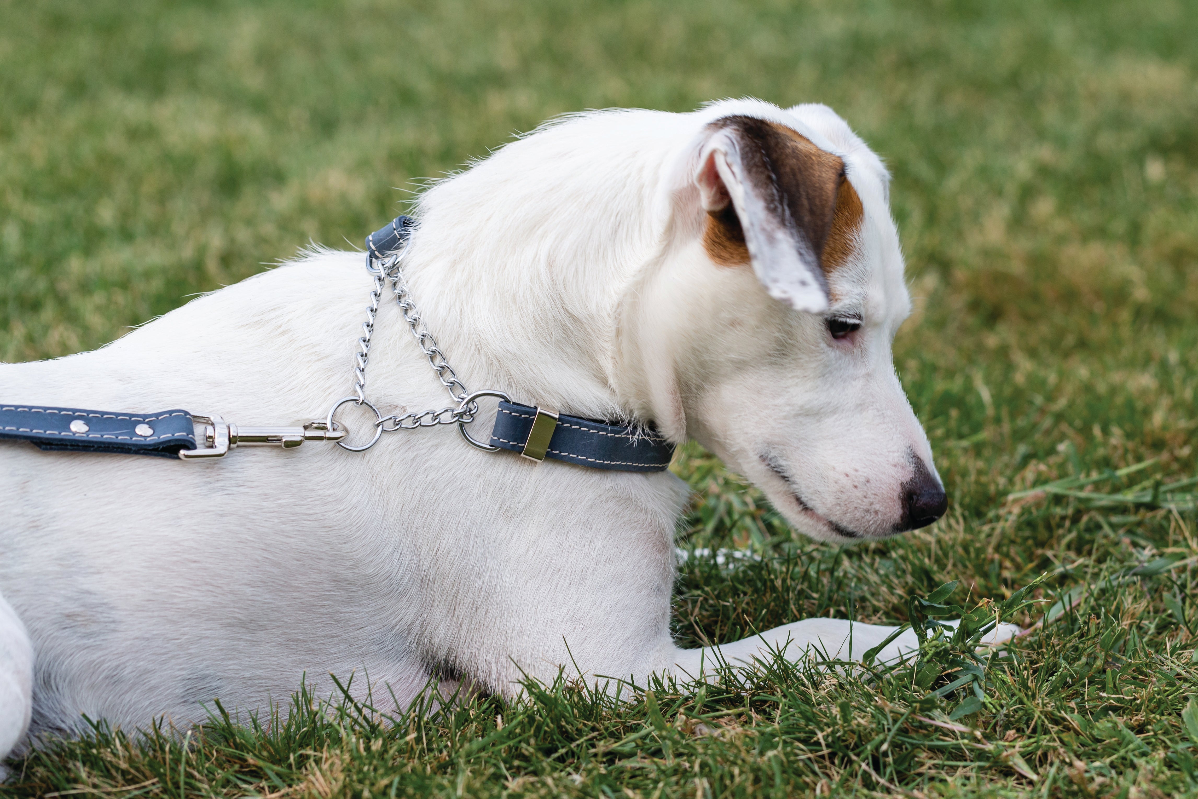 Martingale Blue Jeans Leather Dog Collar - Boske.store