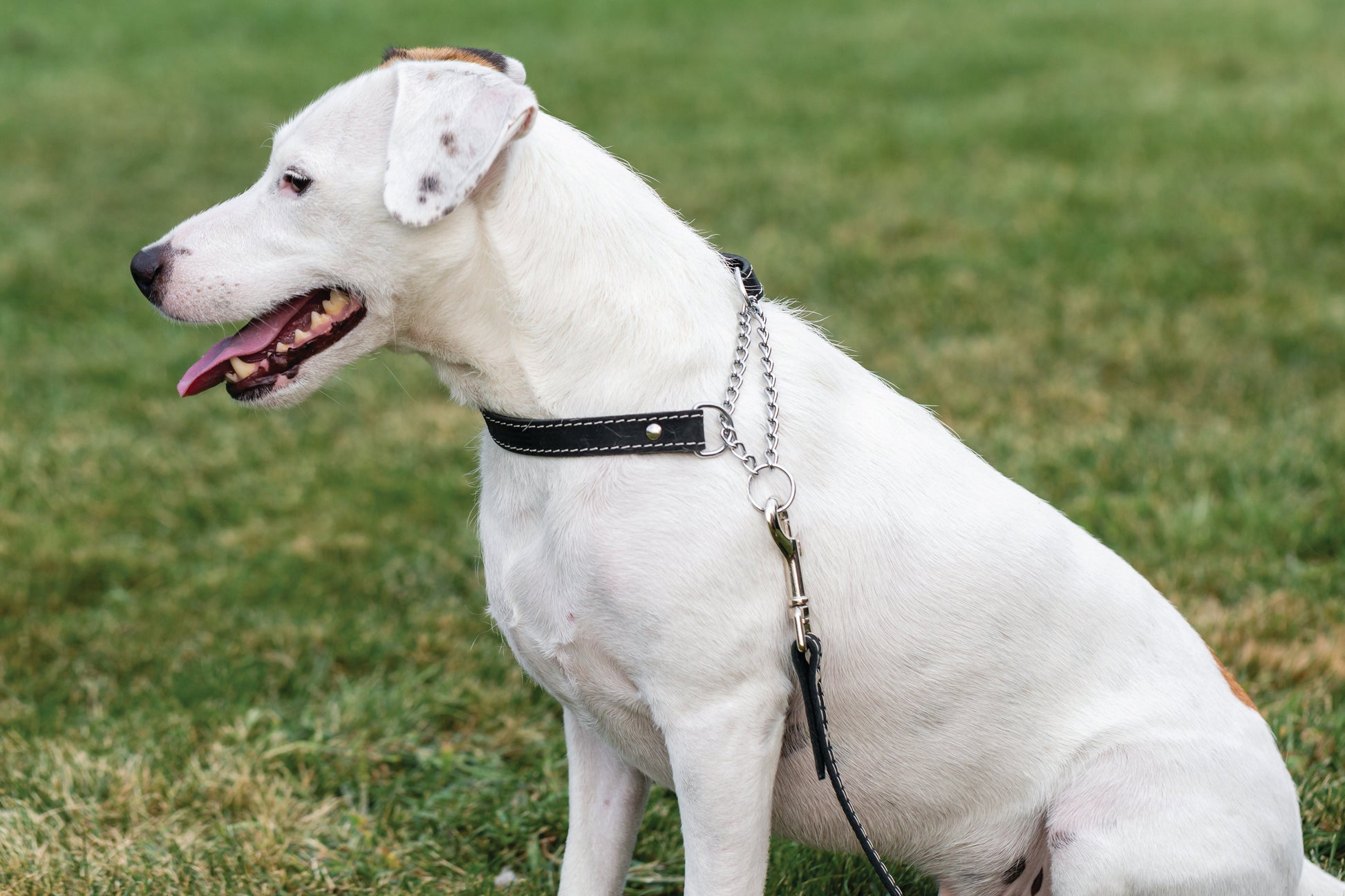 Martingale Midnight Black Leather Dog Collar - Boske.store