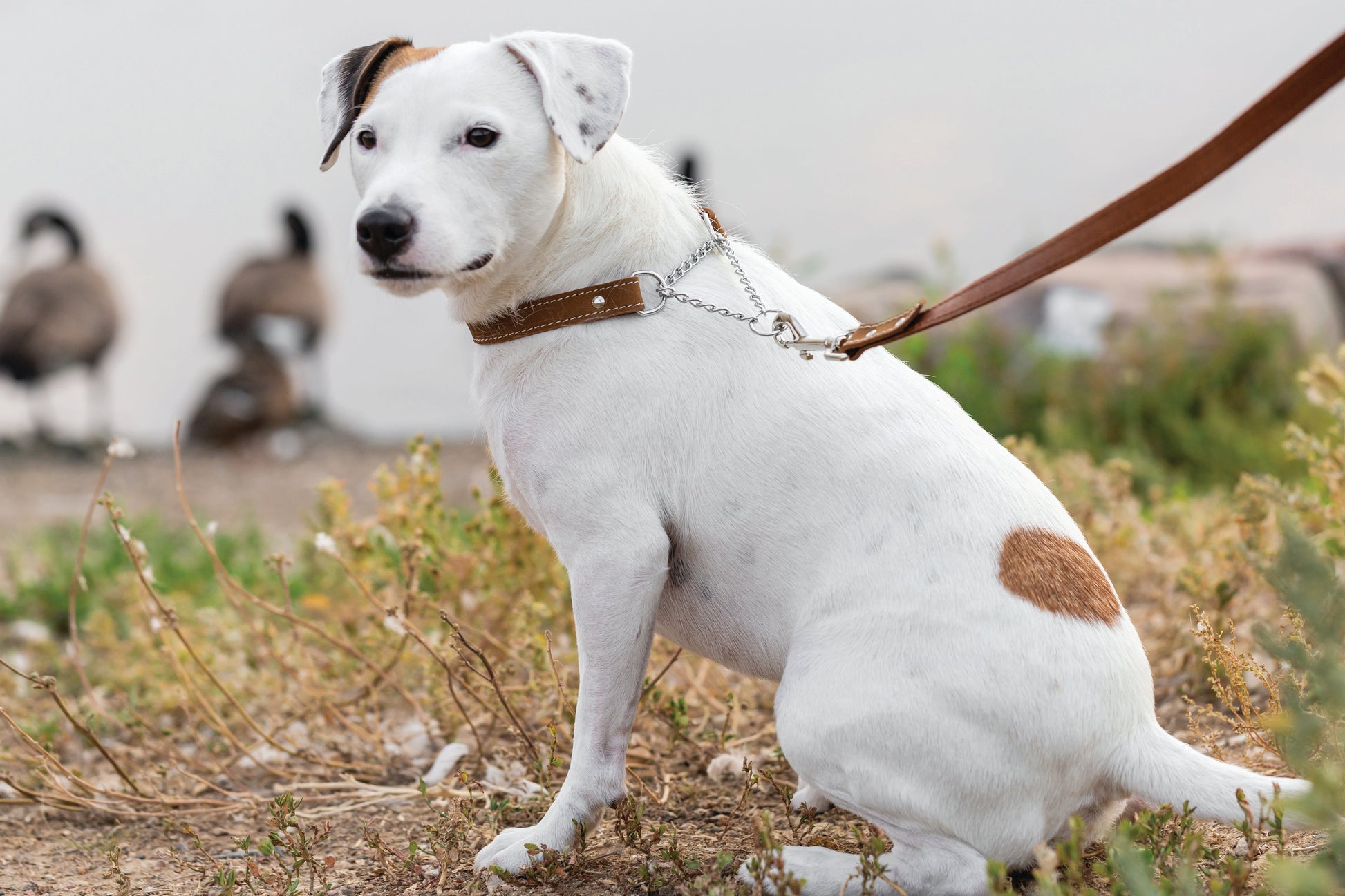 Martingale Earth Brown Leather Dog Collar - Boske.store