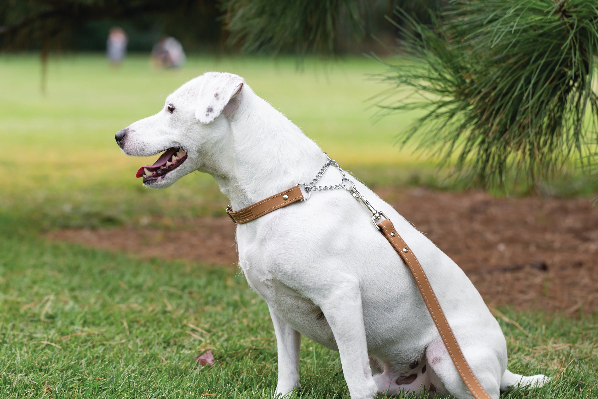 Martingale Khaki Leather Dog Collar - Boske.store