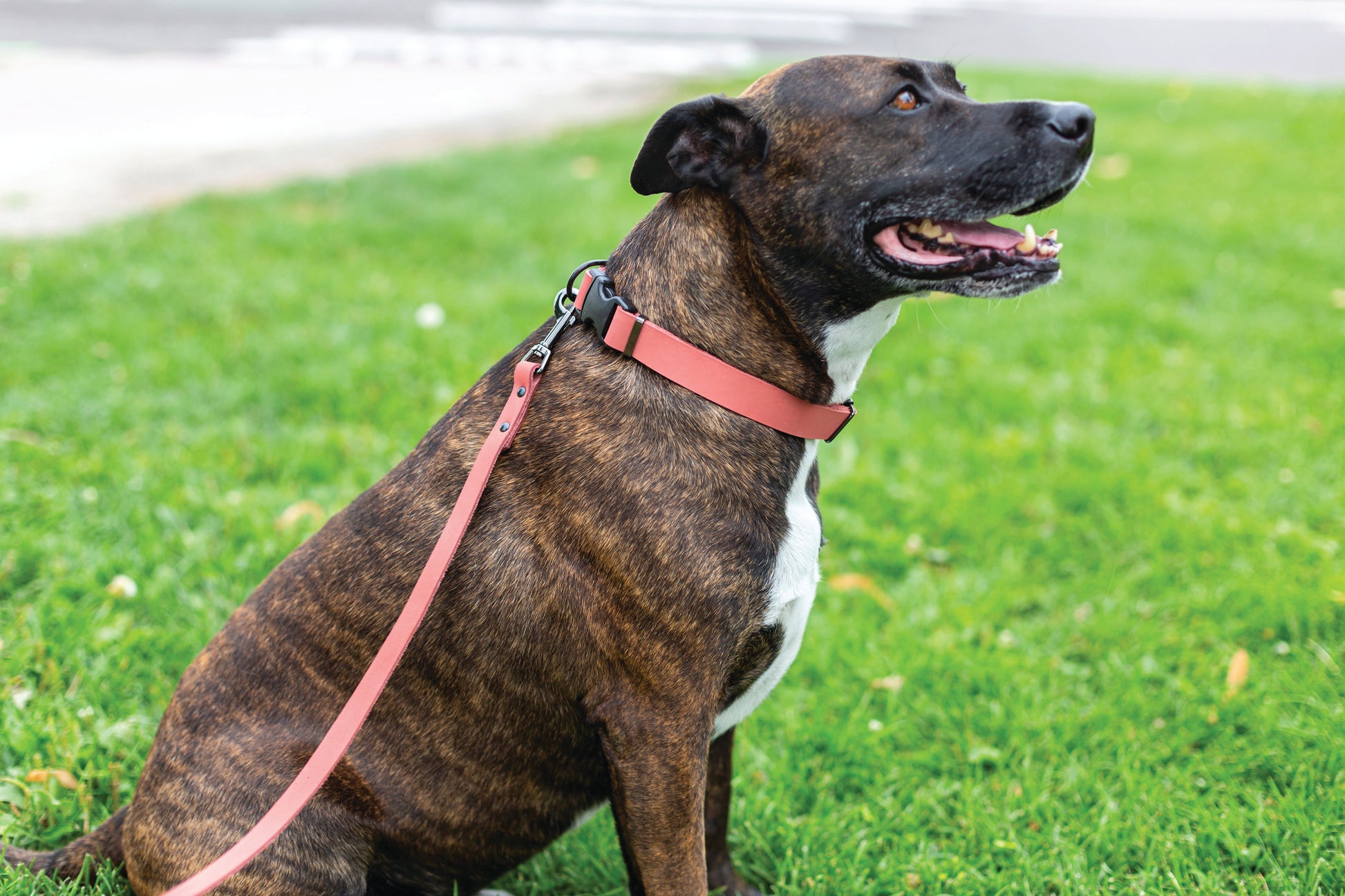 Sport Style Coral Reef Leather Dog Collar - Boske.store