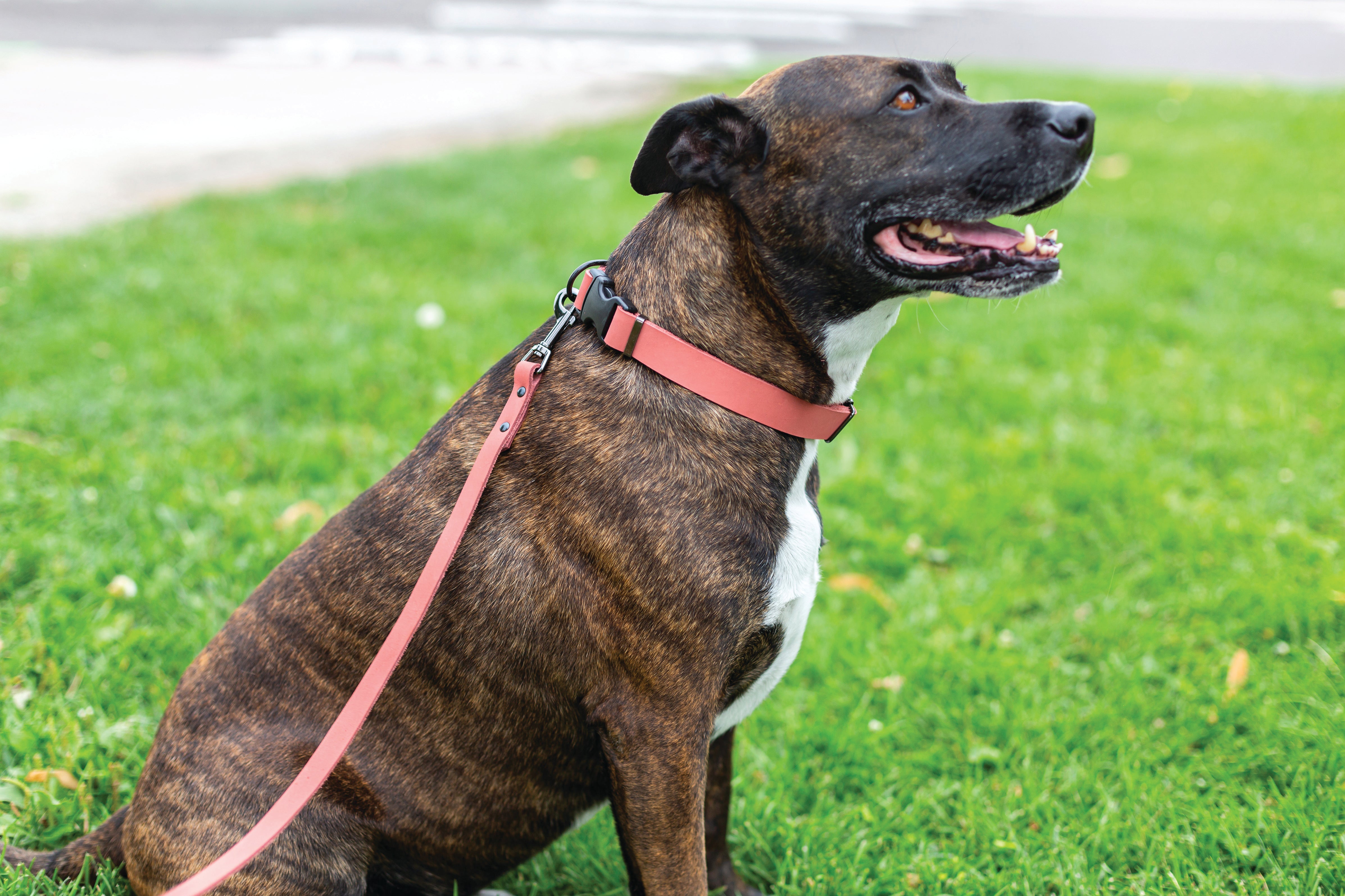 Sport Style Coral Reef Leather Dog Collar - Boske.store