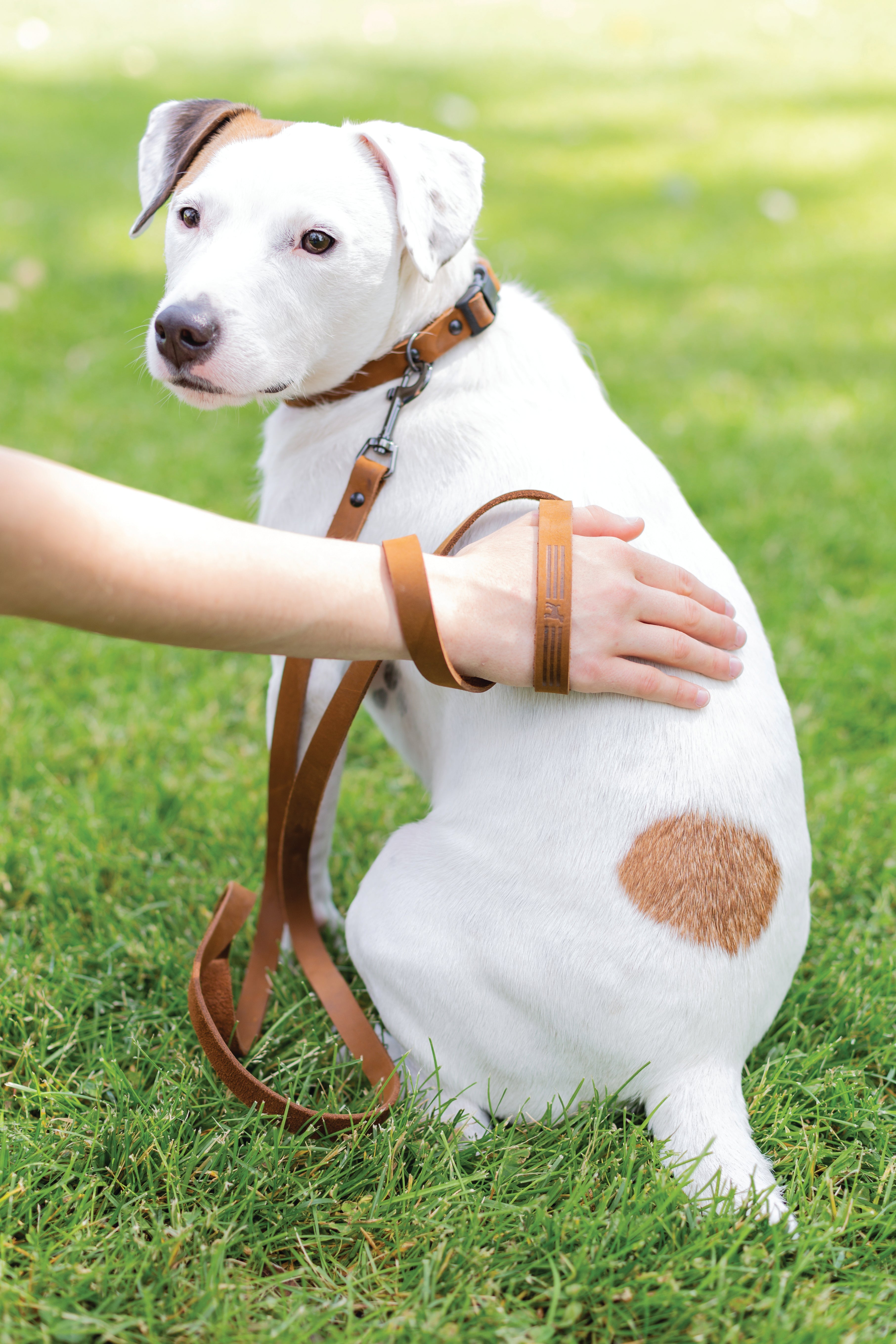 Sport Style Earth Brown Leather Dog Collar - Boske.store