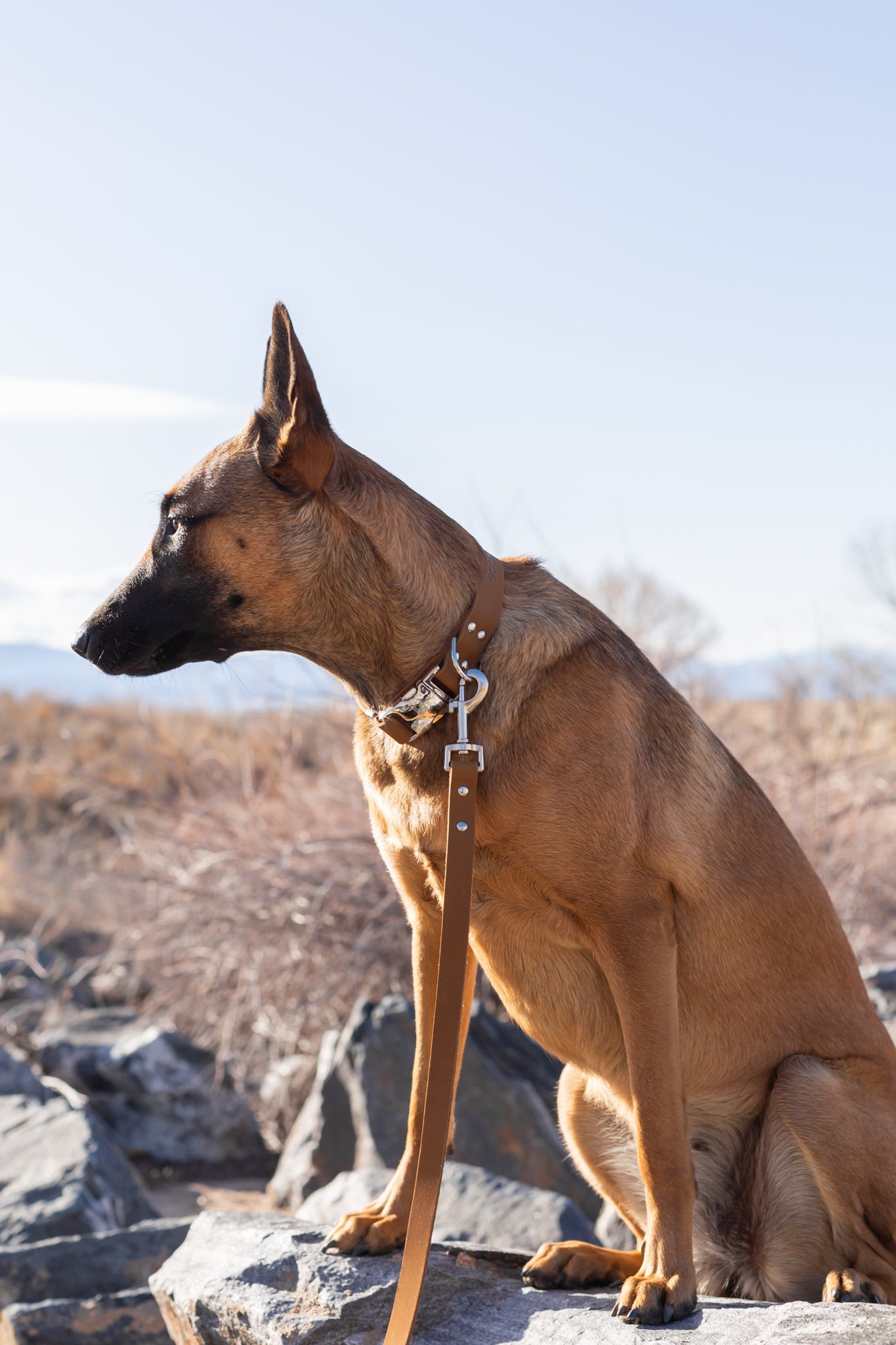 Modern Style Quick - Release Earth Brown Leather Dog Collar - Boske.store