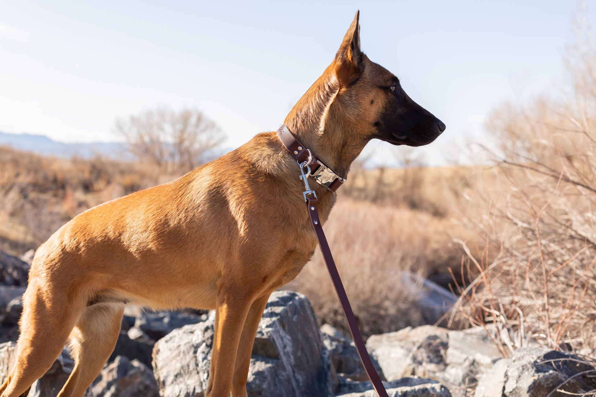 Modern Style Quick - Release Chocolate Leather Dog Collar - Boske.store