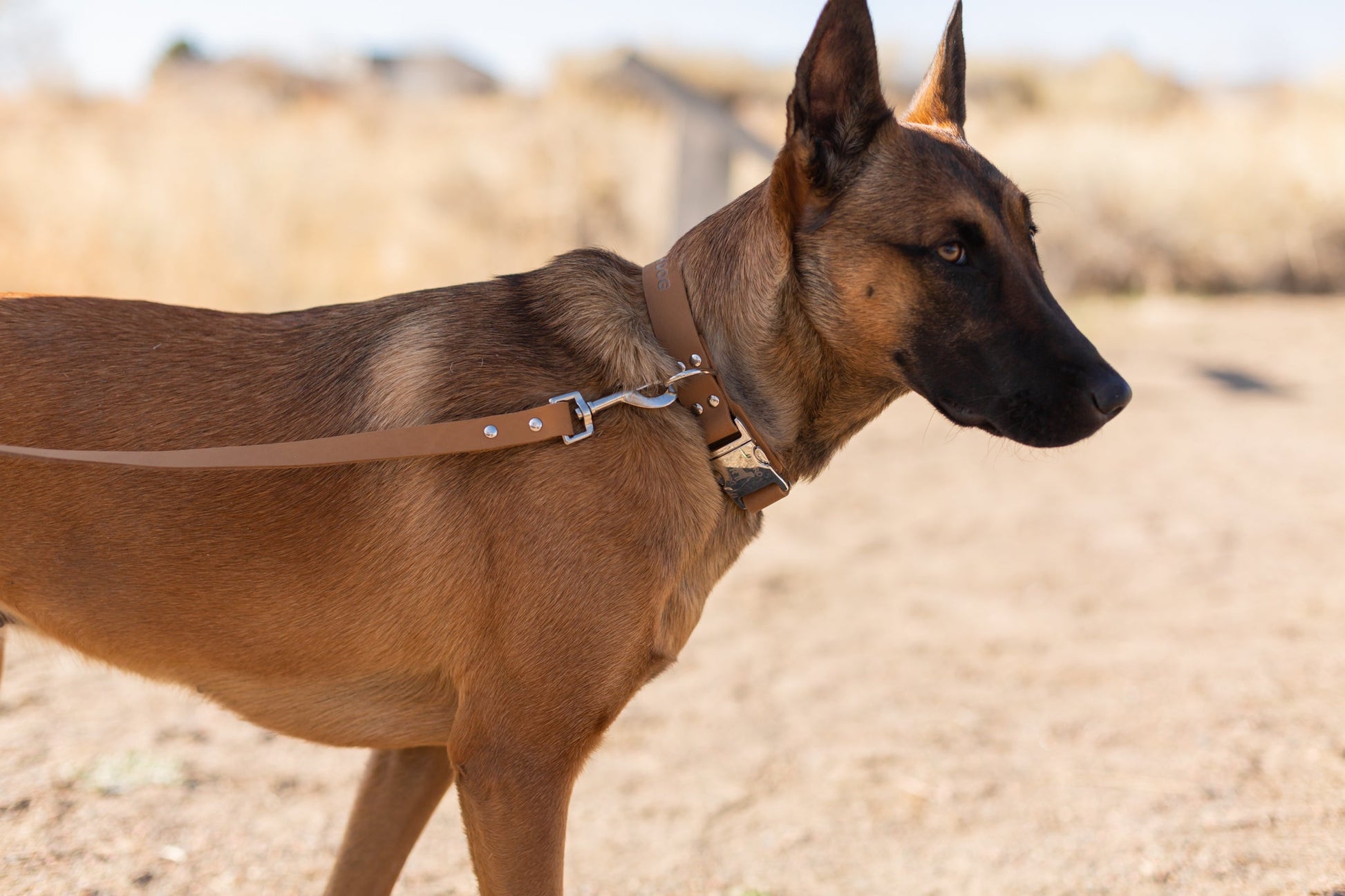 Modern Style Quick - Release Khaki Leather Dog Collar - Boske.store