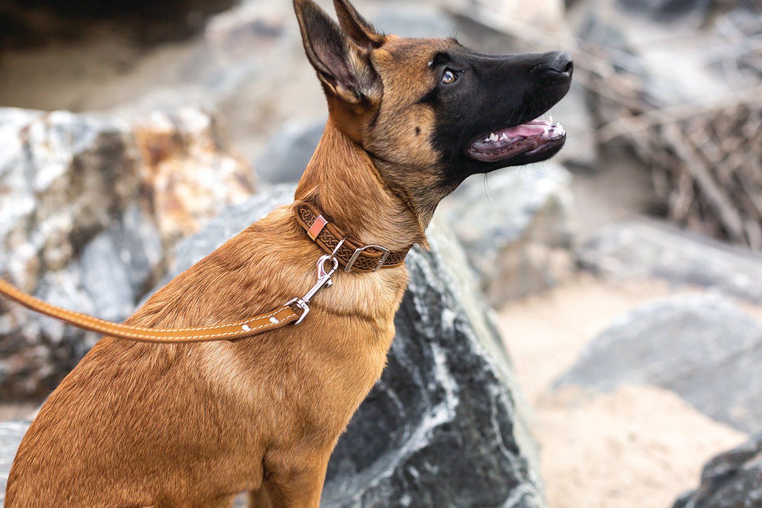 Celtic Double Buckle Style Leather Dog Collar - Boske.store