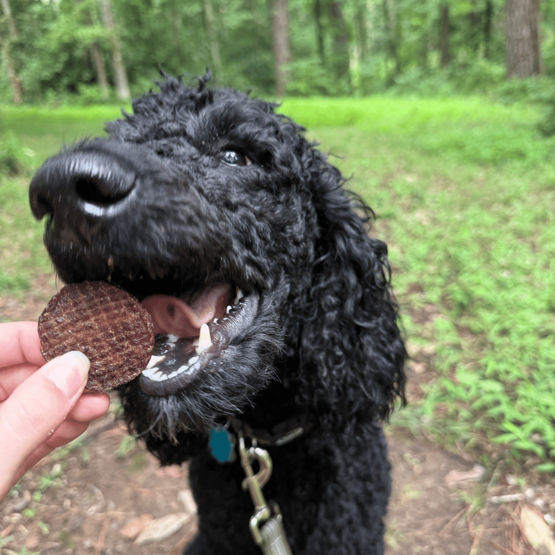 Beef Chips Dog Treats | Single - Ingredient Healthy Treats for Dogs - Boske.store