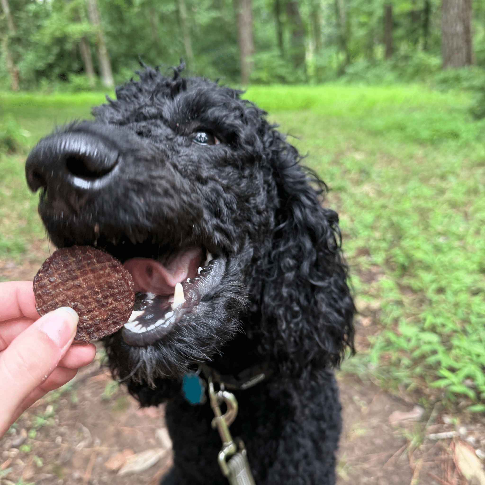 Beef Chips Dog Treats | Single - Ingredient Healthy Treats for Dogs - Boske.store