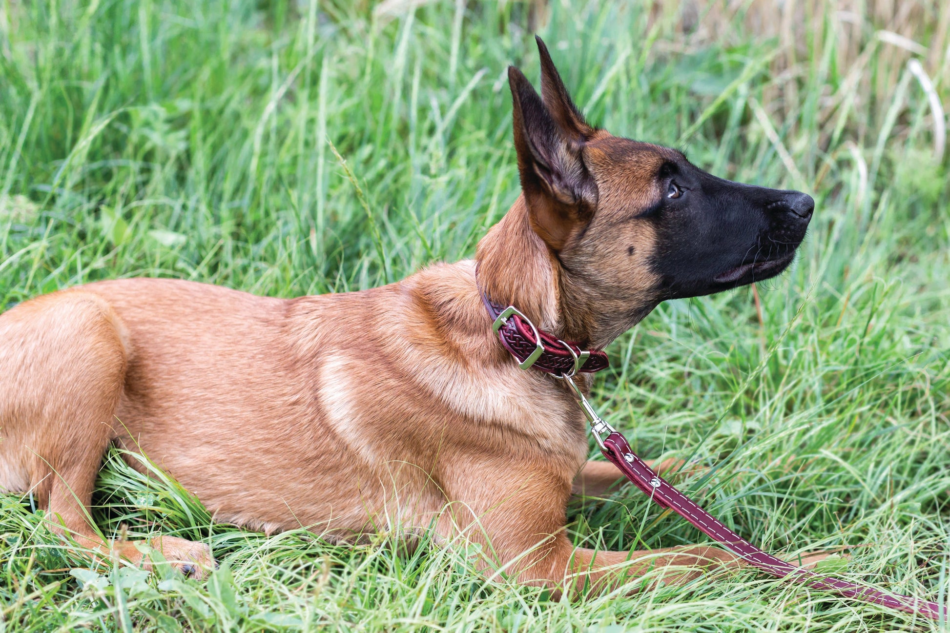 Celtic Double Buckle Style Leather Dog Collar - Boske.store