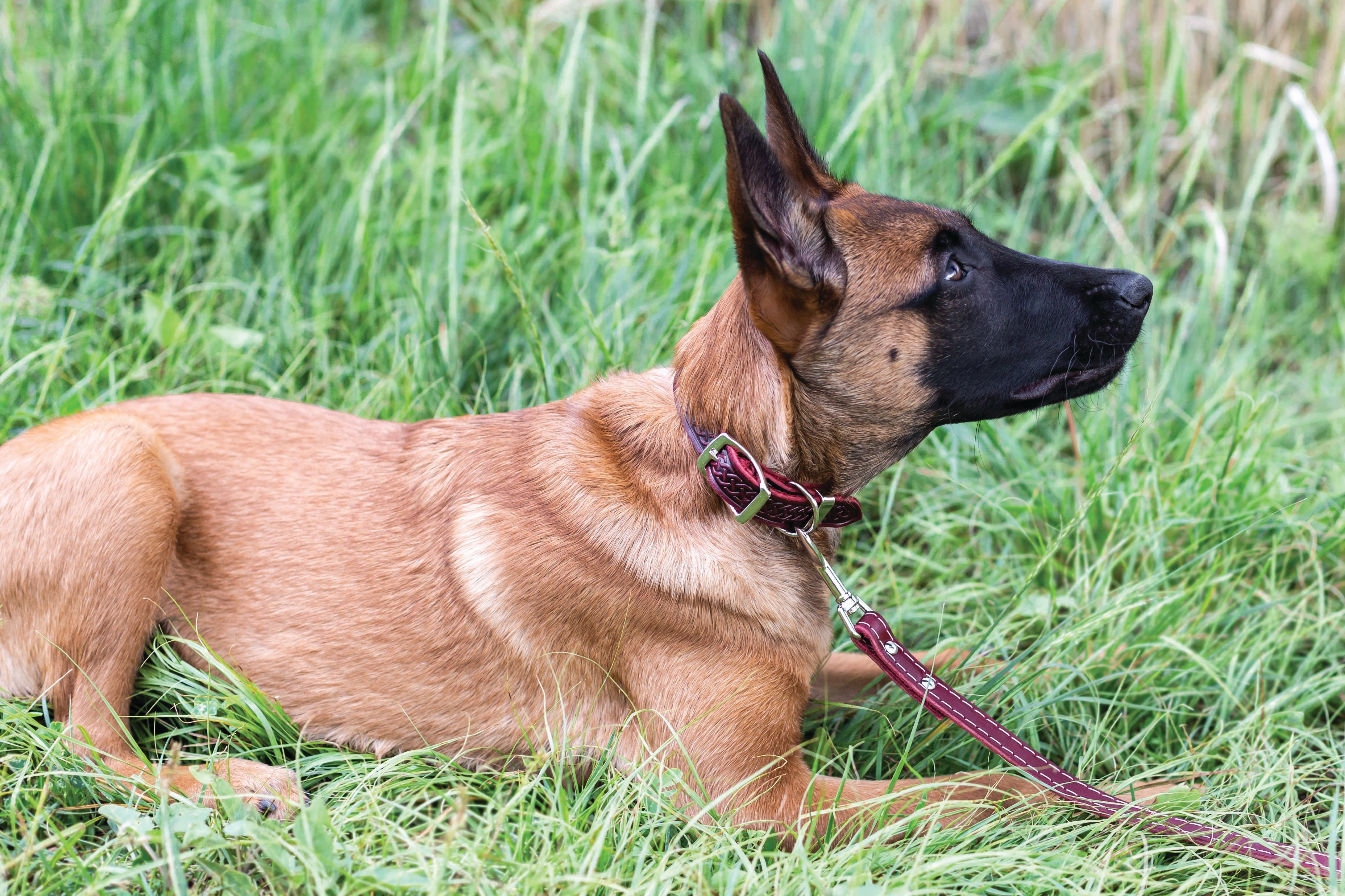 Celtic Double Buckle Style Leather Dog Collar - Boske.store