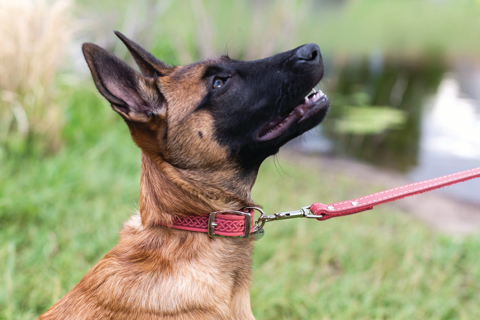 Celtic Double Buckle Style Leather Dog Collar - Boske.store