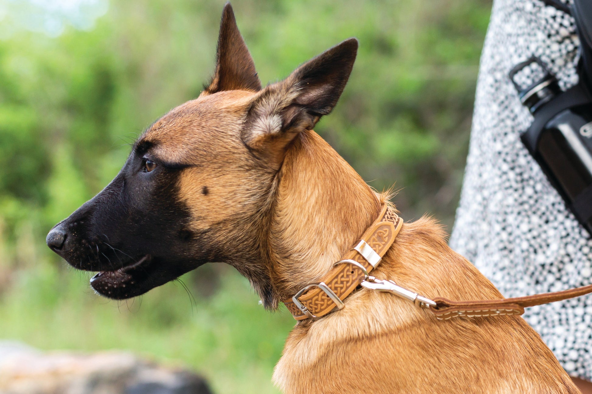 Celtic Double Buckle Style Leather Dog Collar - Boske.store