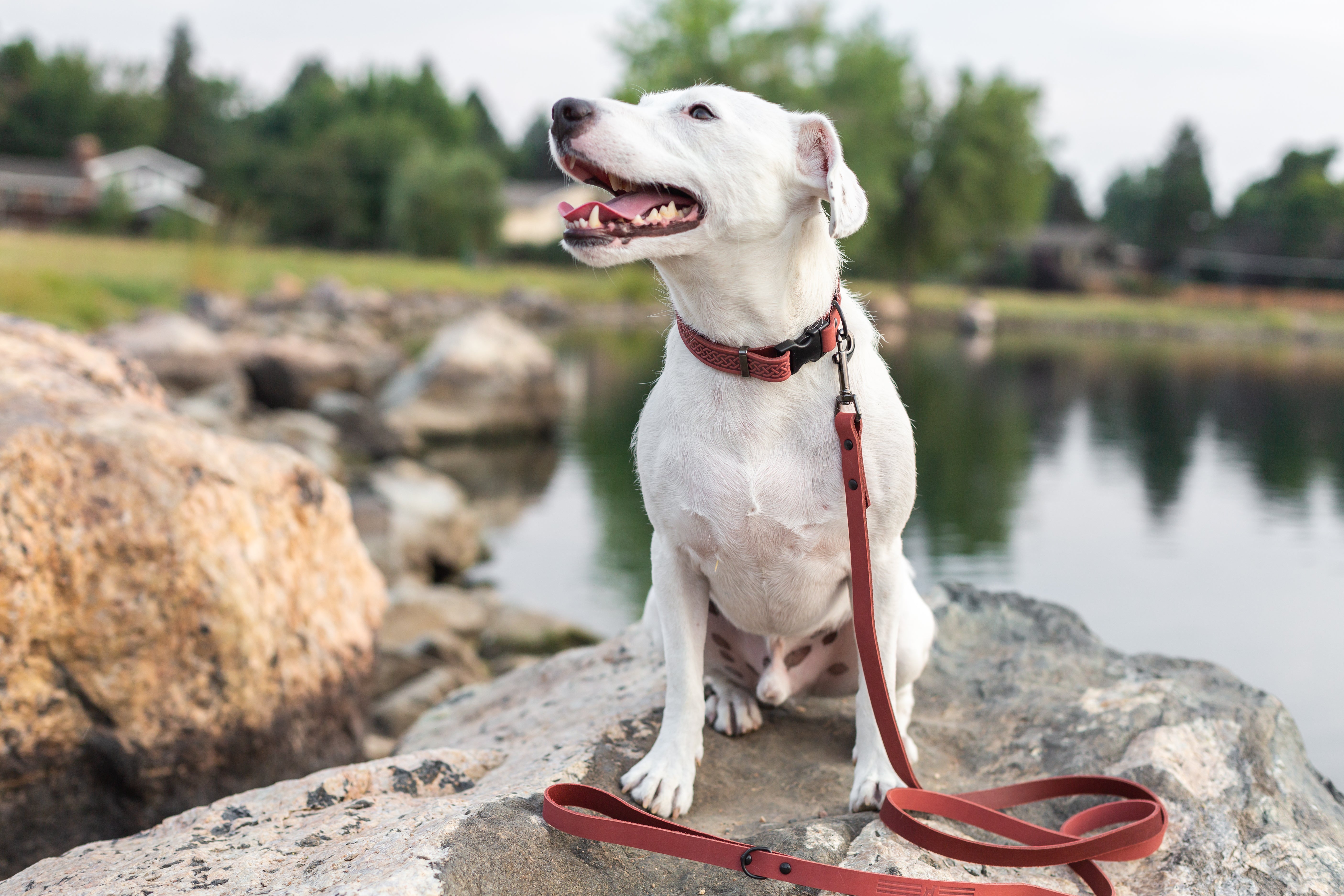 Celtic Sport Coral Reef Leather Dog Collar - Boske.store