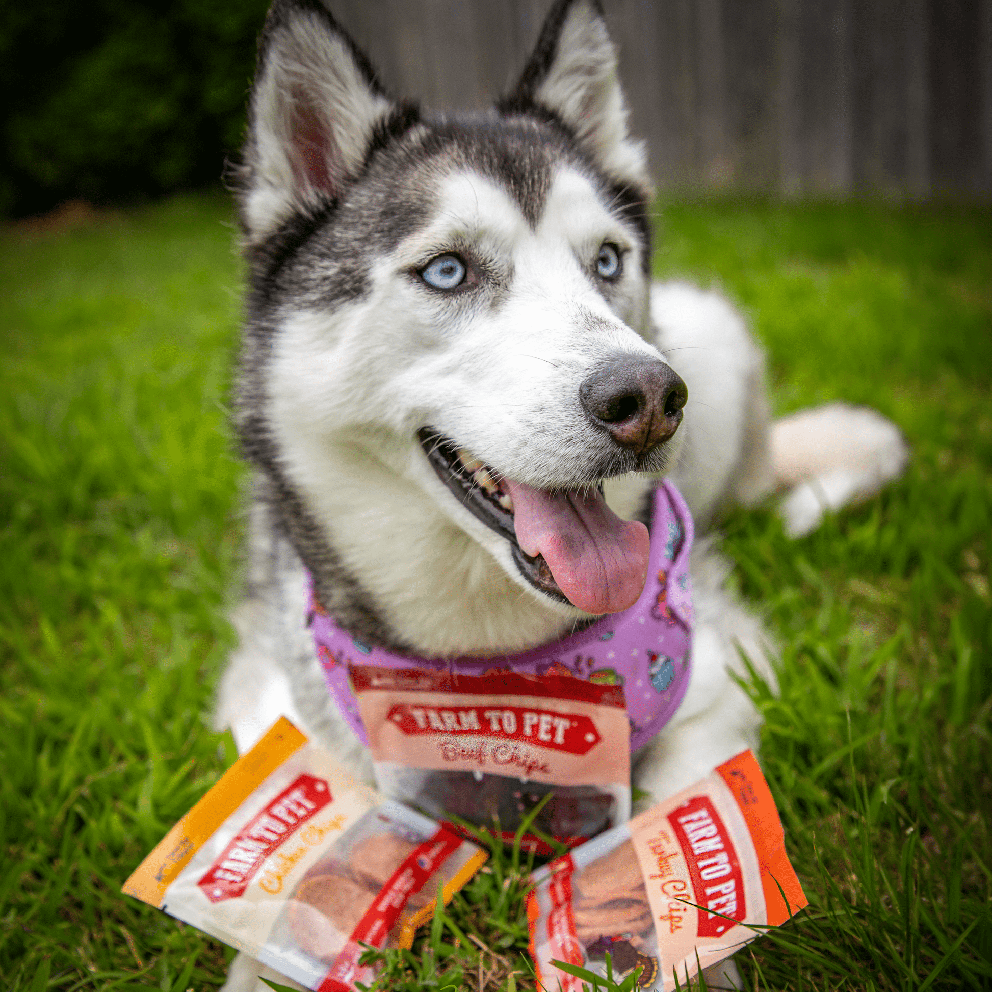 Snack Pack Dog Treat Sampler - Boske.store