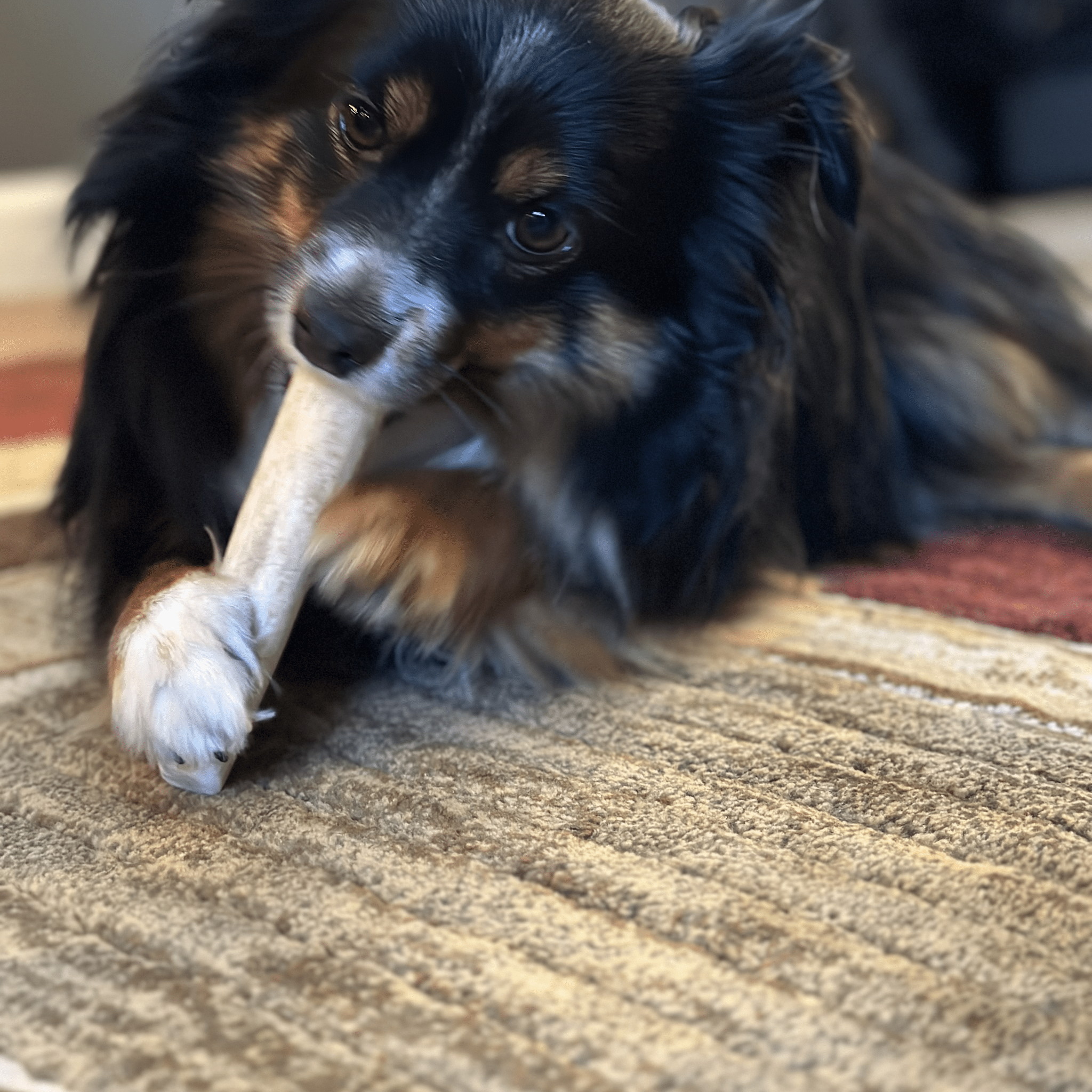 Elk Antler Dog Chews | All - Natural Whole and Split Elk Antler Chews for Dogs - Boske.store
