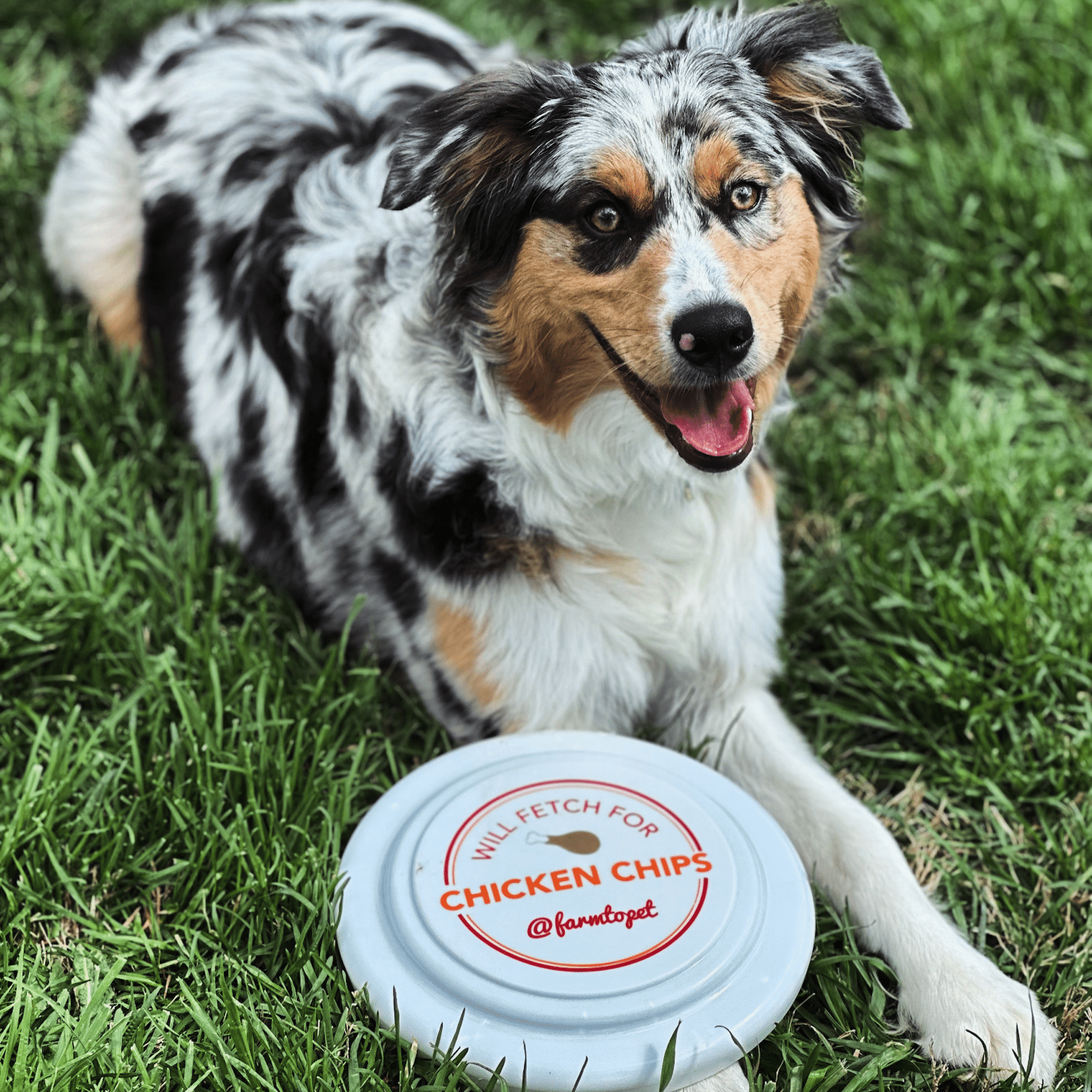 Will Fetch for Chicken Chips Dog Frisbee | Fun Toy for Dogs and Humans - Boske.store