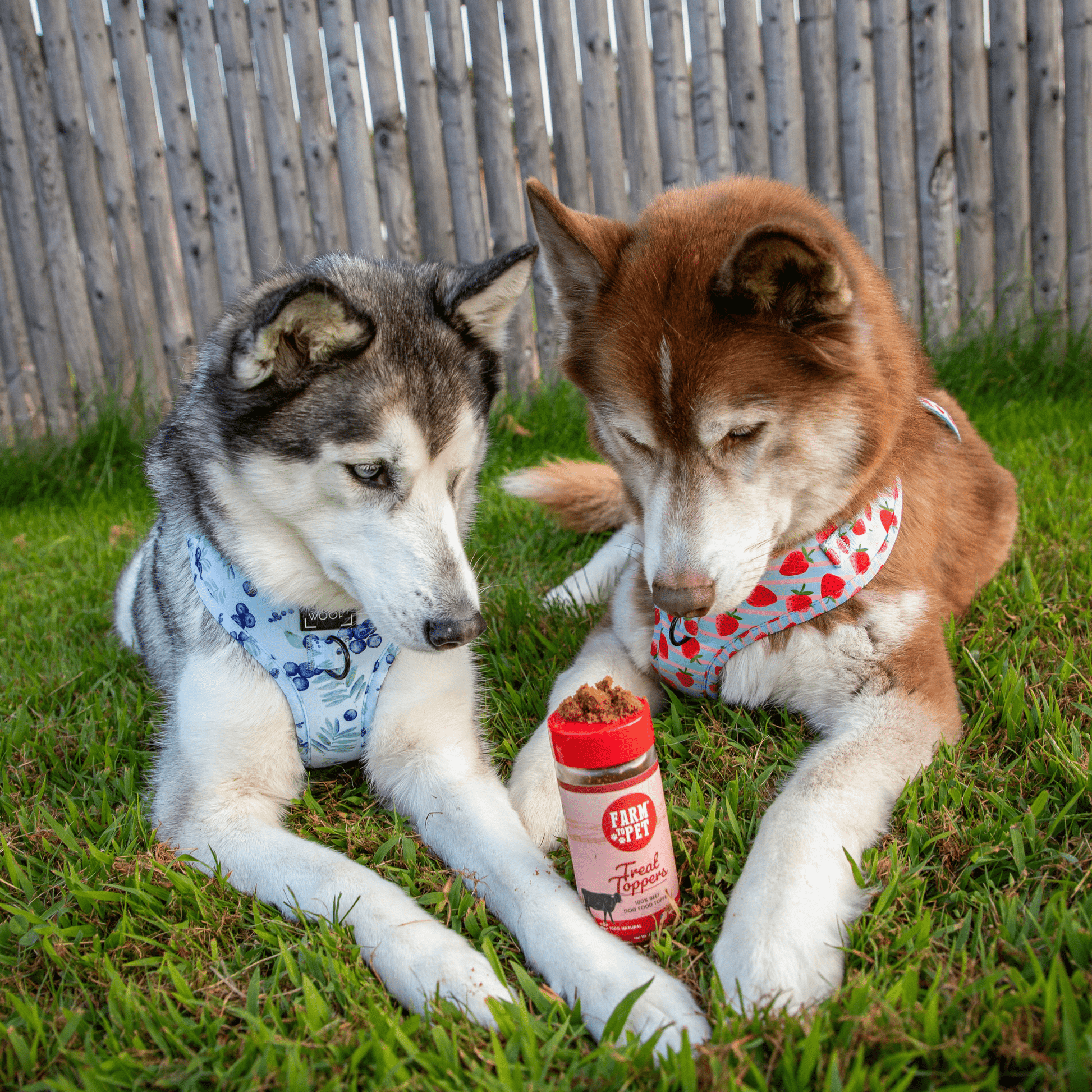 Treat Topper Beef Dog Food Topper | Powdered Meal Topper for Pets - Boske.store