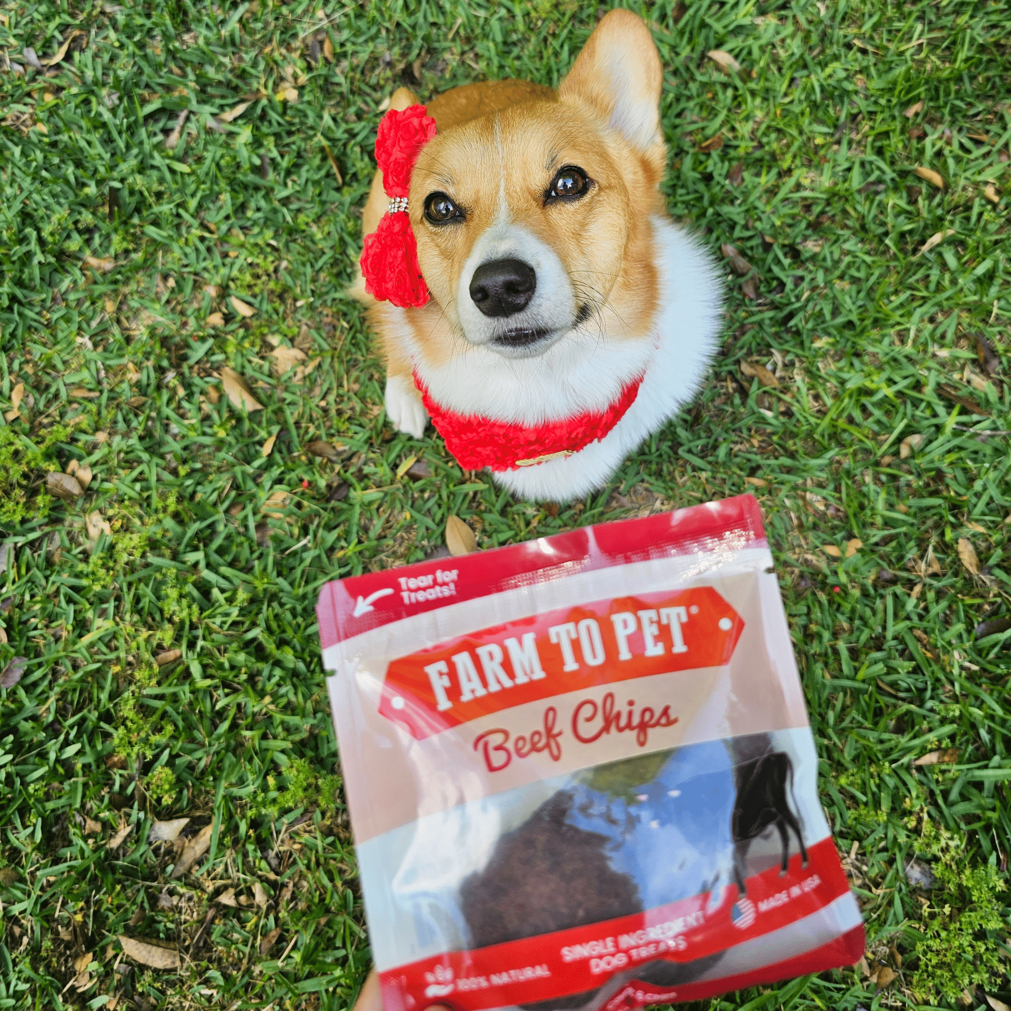 Beef Chips Snack Pack Bundles | Dog Treats for Training & Travel - Boske.store