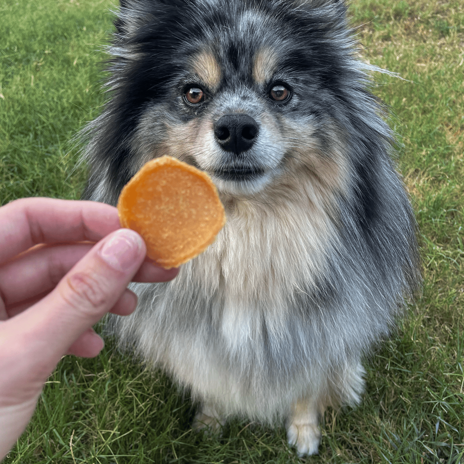 Chicago Chicken Chips for Dogs | Dog Treats To Celebrate Our Hometown - Boske.store