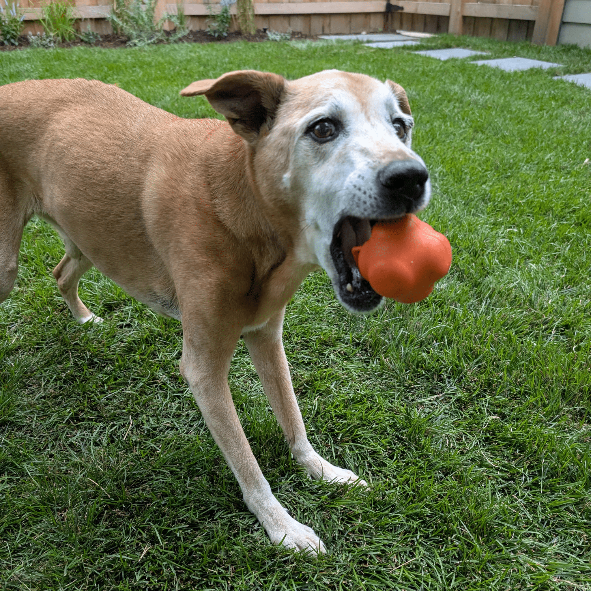 Dog Fetch Balls - Boske.store