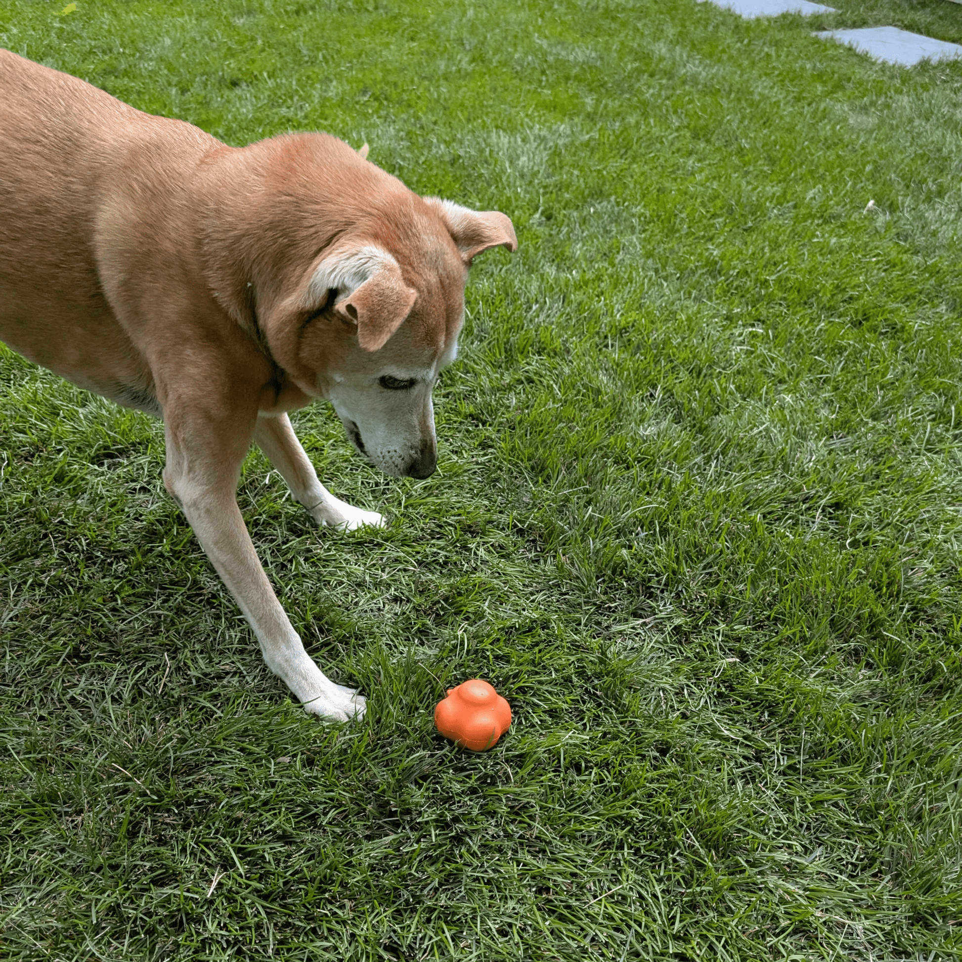 Dog Fetch Balls - Boske.store