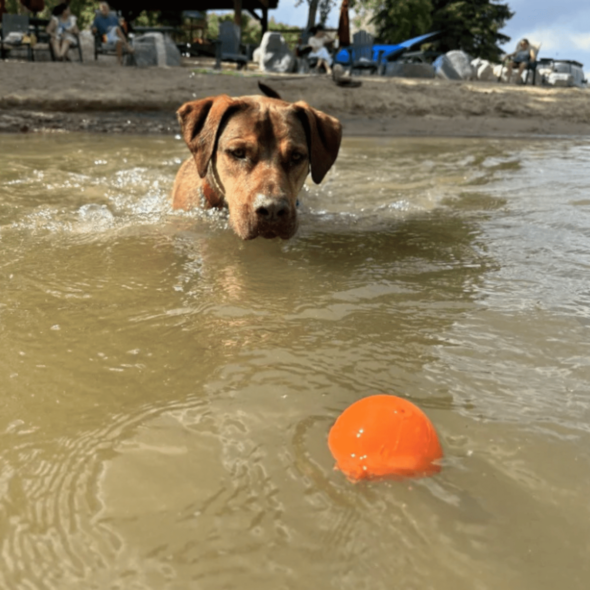 Dog Fetch Balls - Boske.store