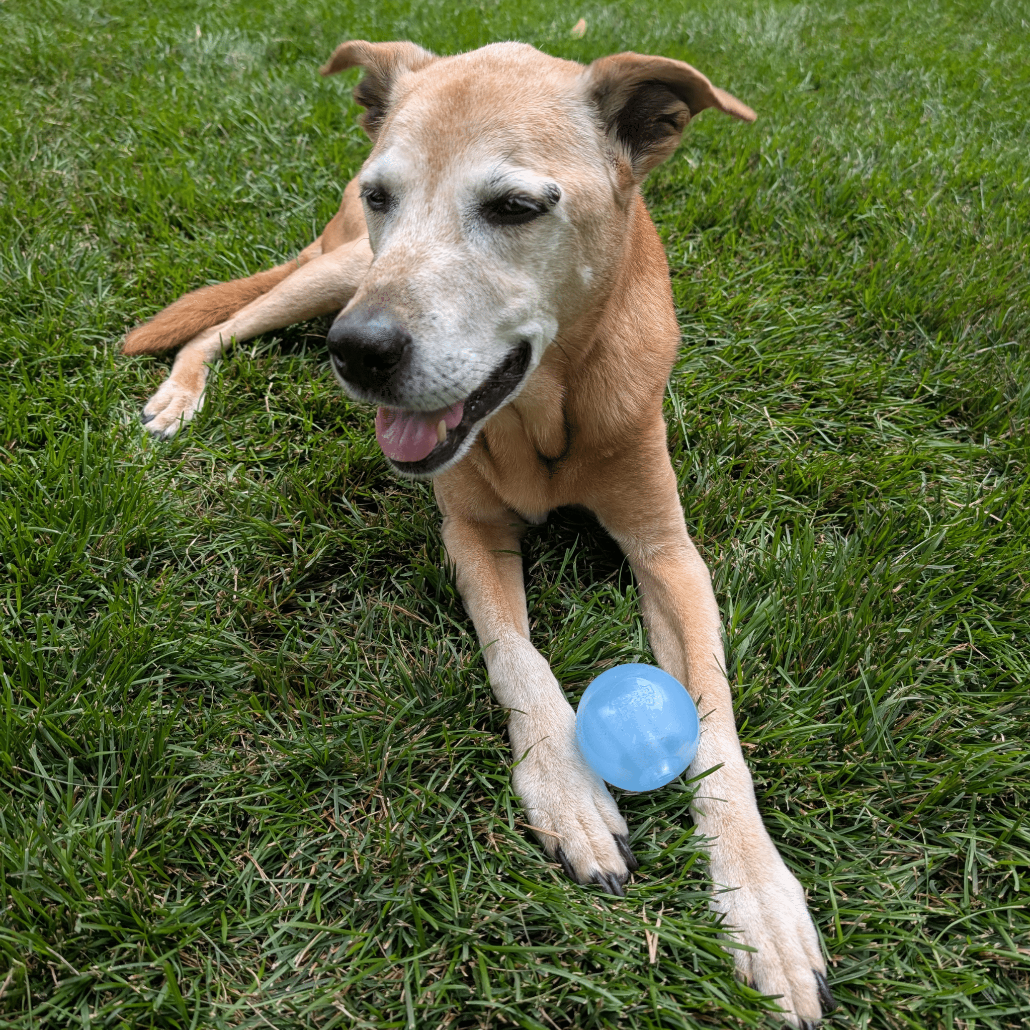 Dog Fetch Balls - Boske.store