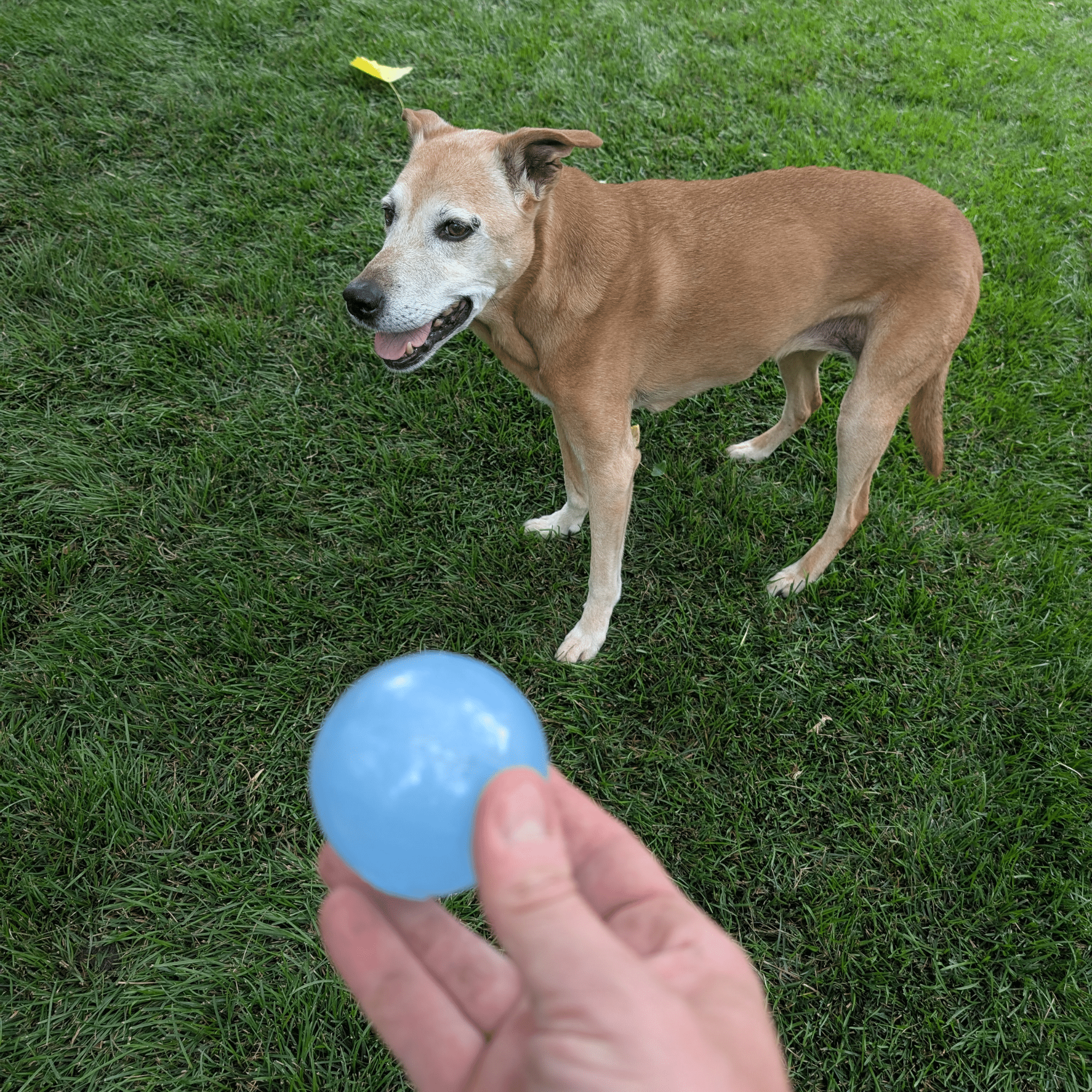 Dog Fetch Balls - Boske.store
