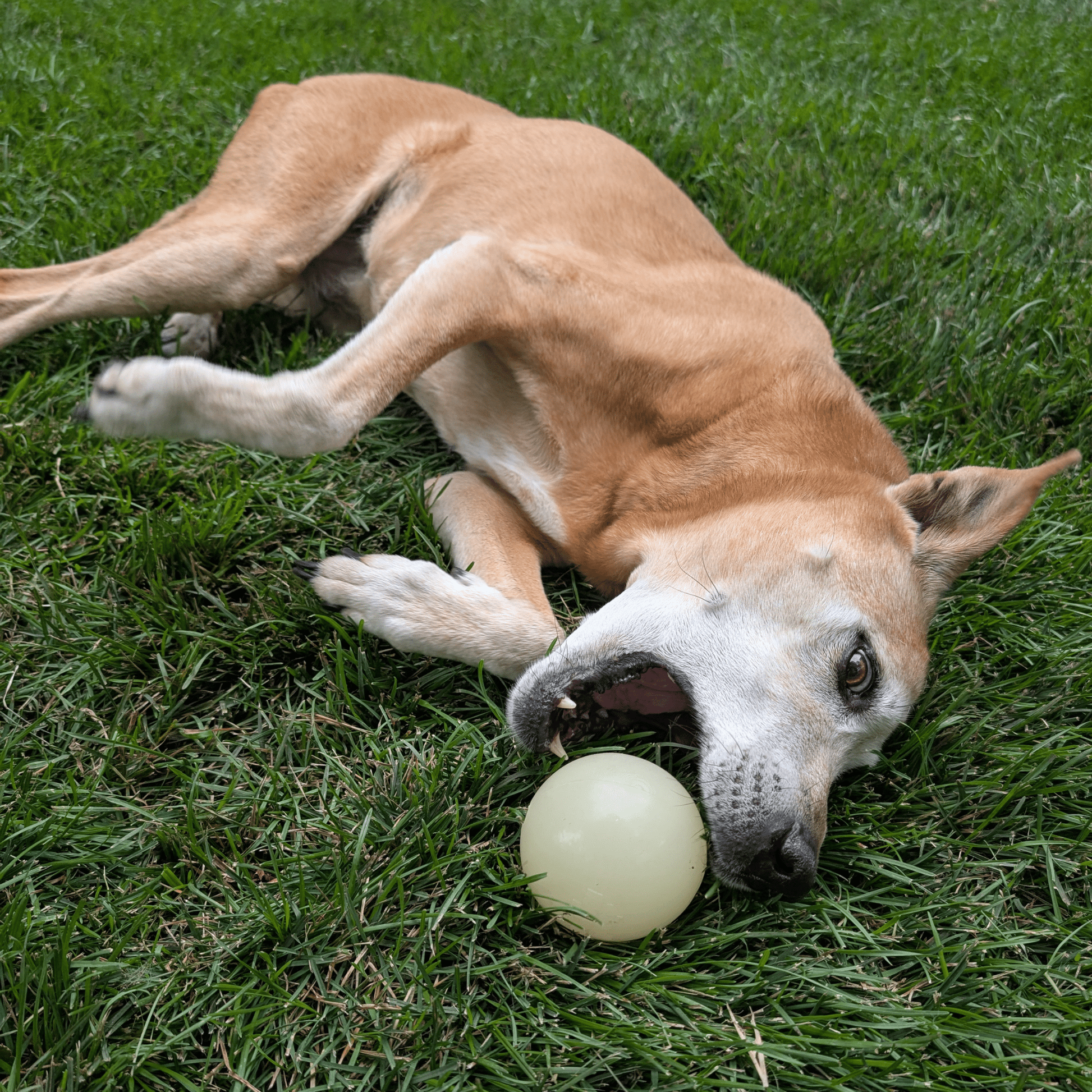 Dog Fetch Balls - Boske.store