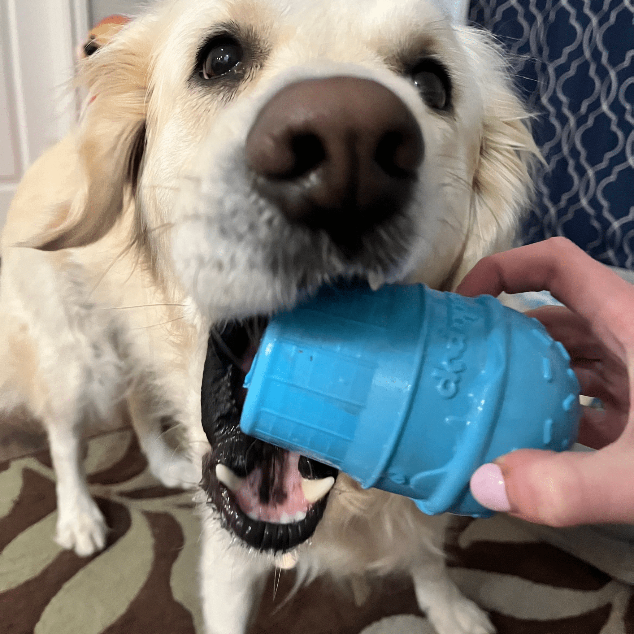 Dog Treat Dispensers - Boske.store