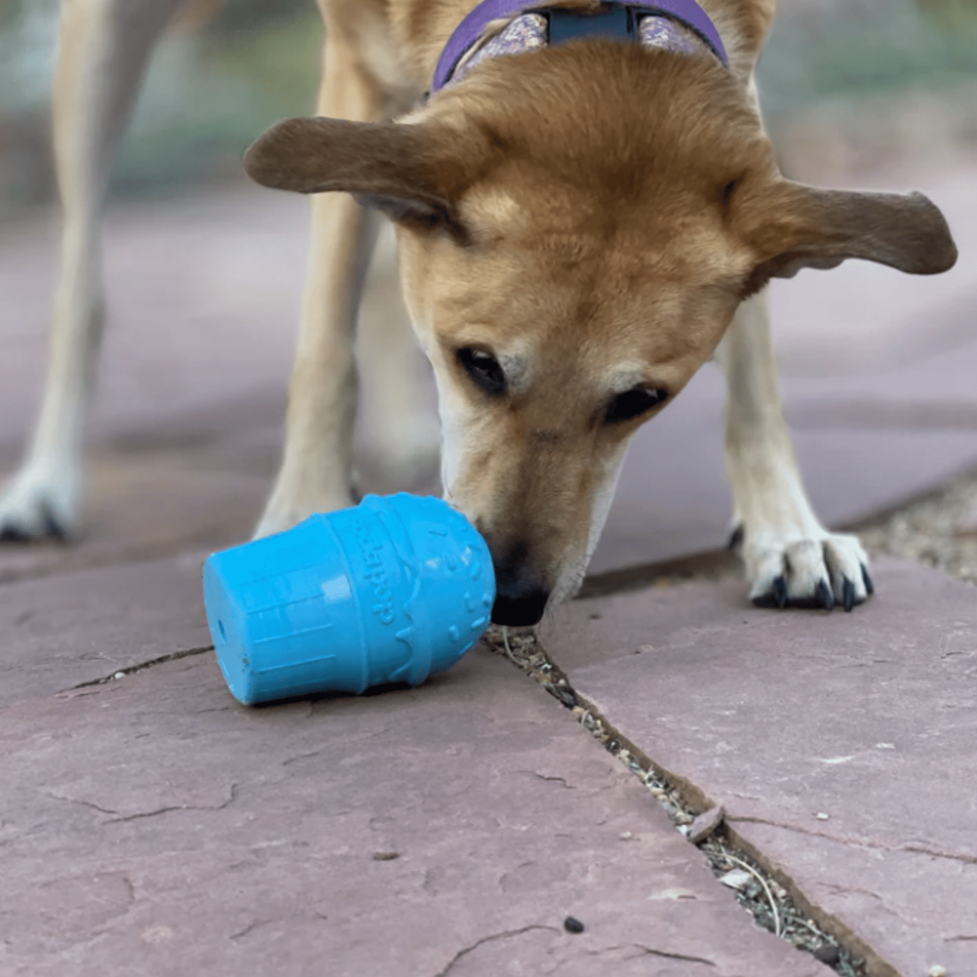 Dog Treat Dispensers - Boske.store