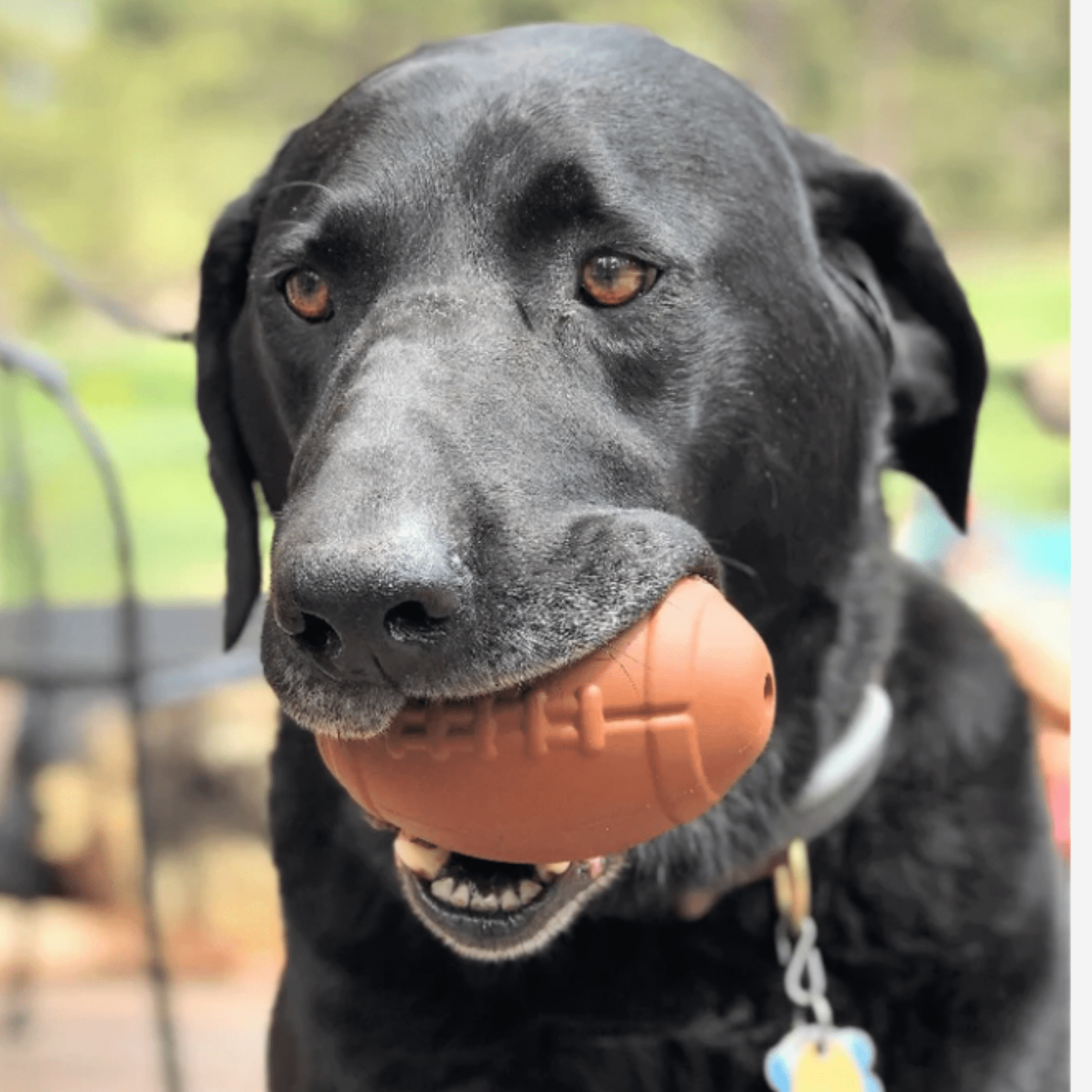 Dog Treat Dispensers - Boske.store