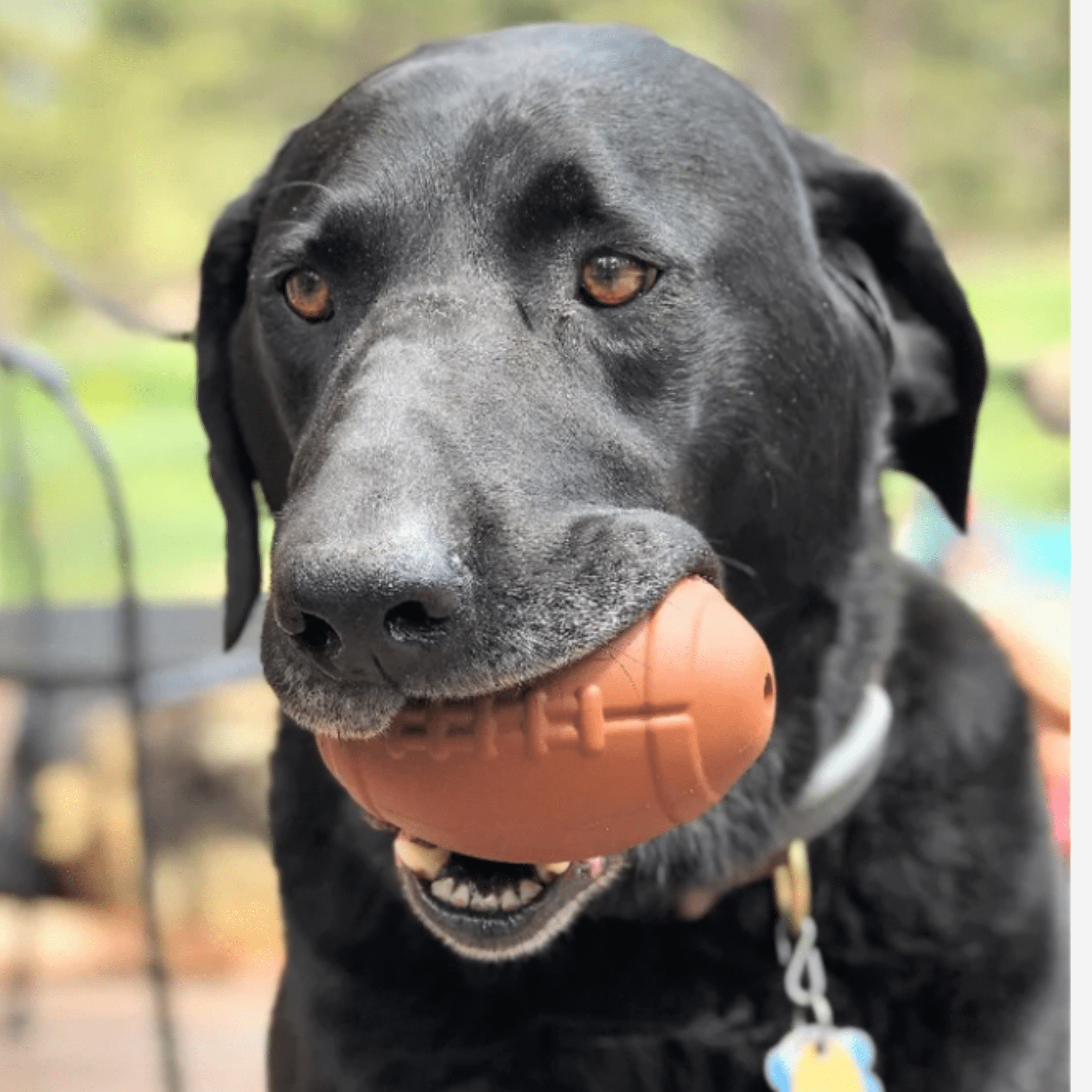 Dog Treat Dispensers - Boske.store