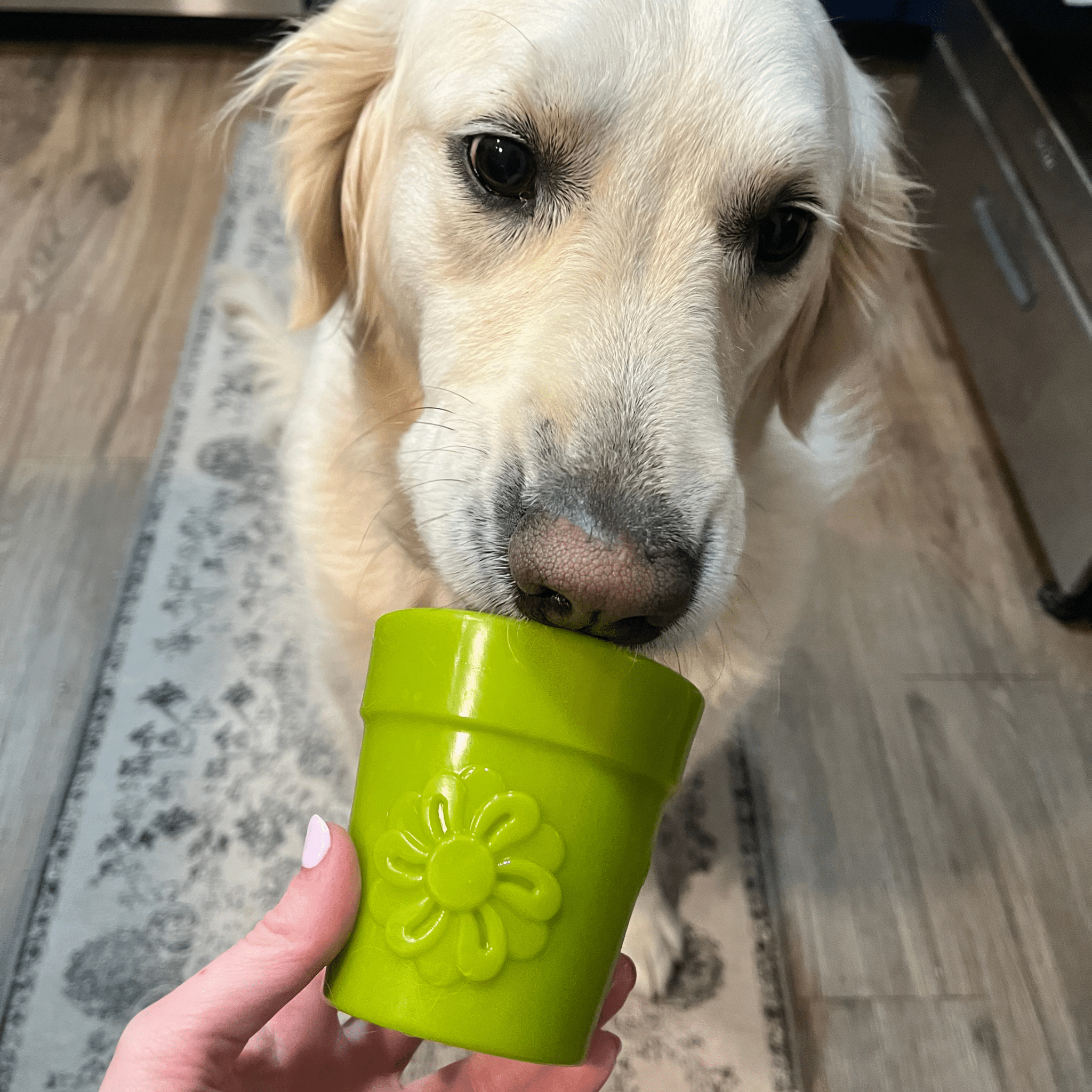 Dog Treat Dispensers - Boske.store