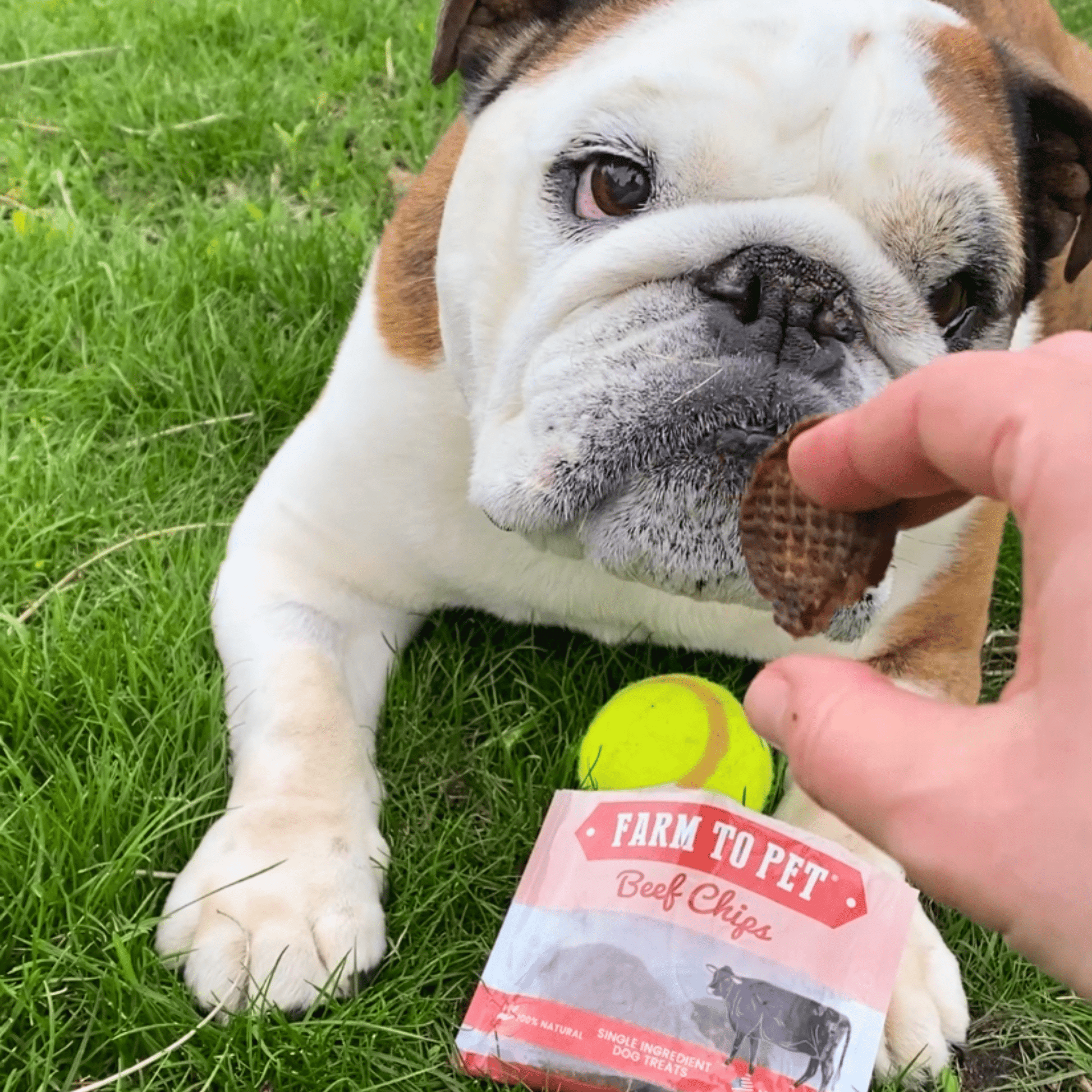 Beef Chips Snack Pack Bundles | Dog Treats for Training & Travel - Boske.store