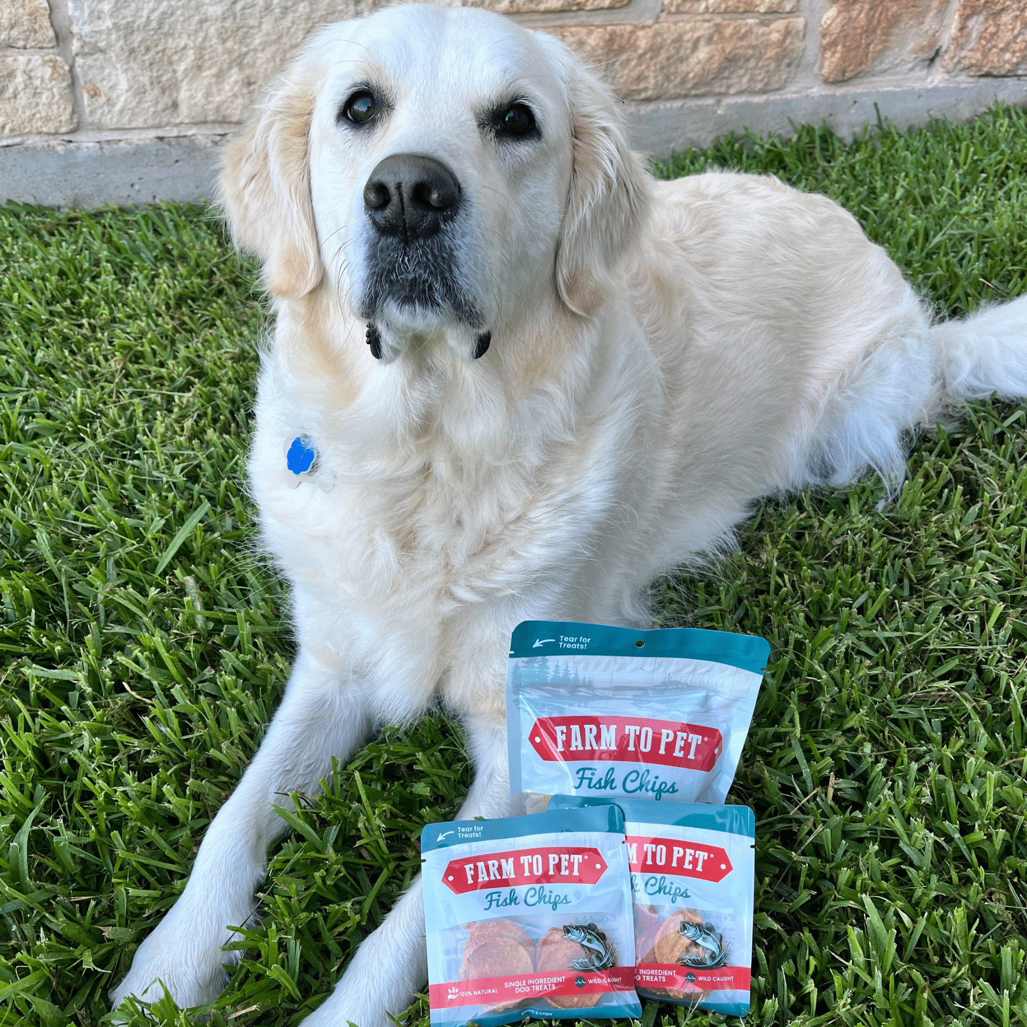 Fish Chips Snack Pack Bundles | Dog Treats for Training & Travel - Boske.store