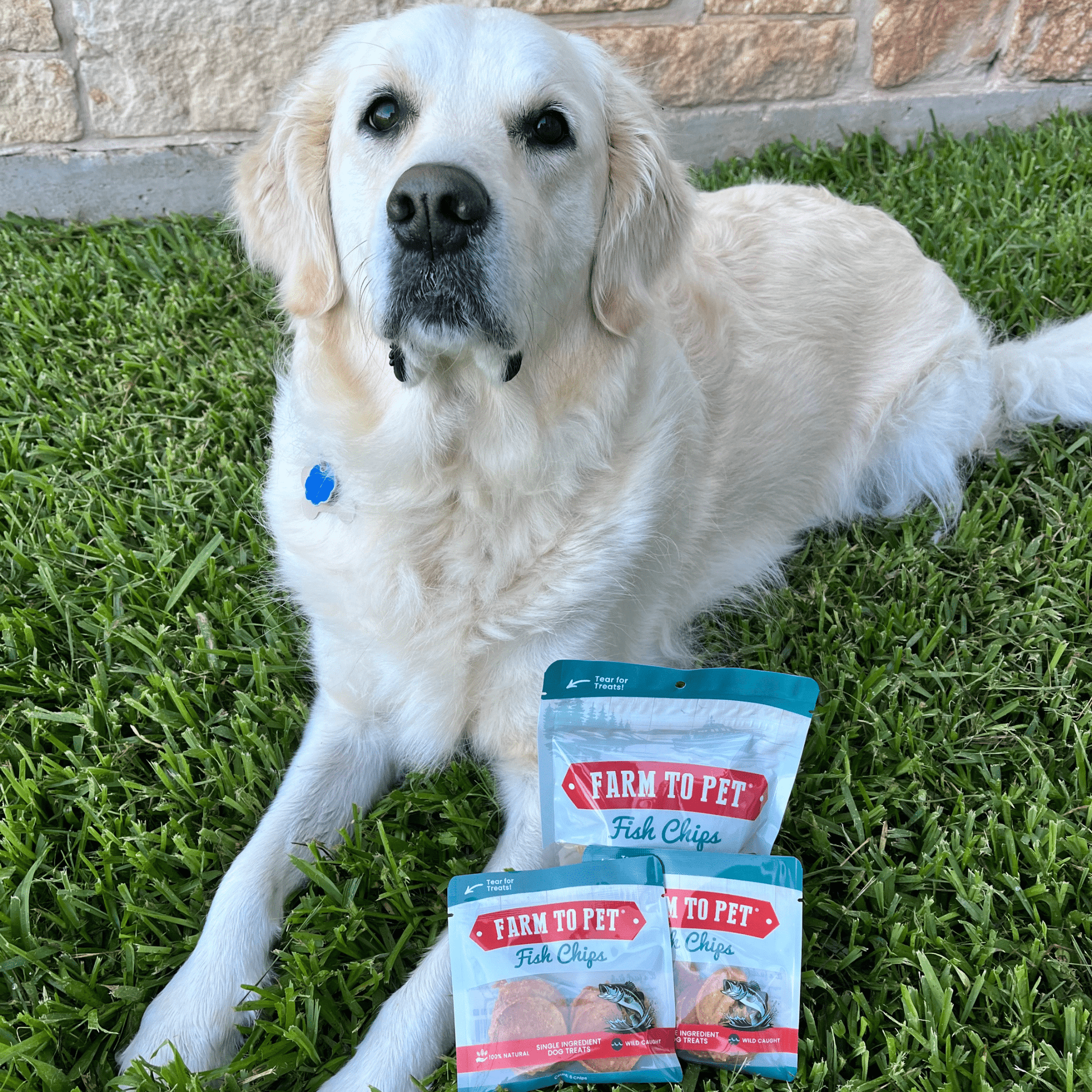 Fish Chips Snack Pack Bundles | Dog Treats for Training & Travel - Boske.store