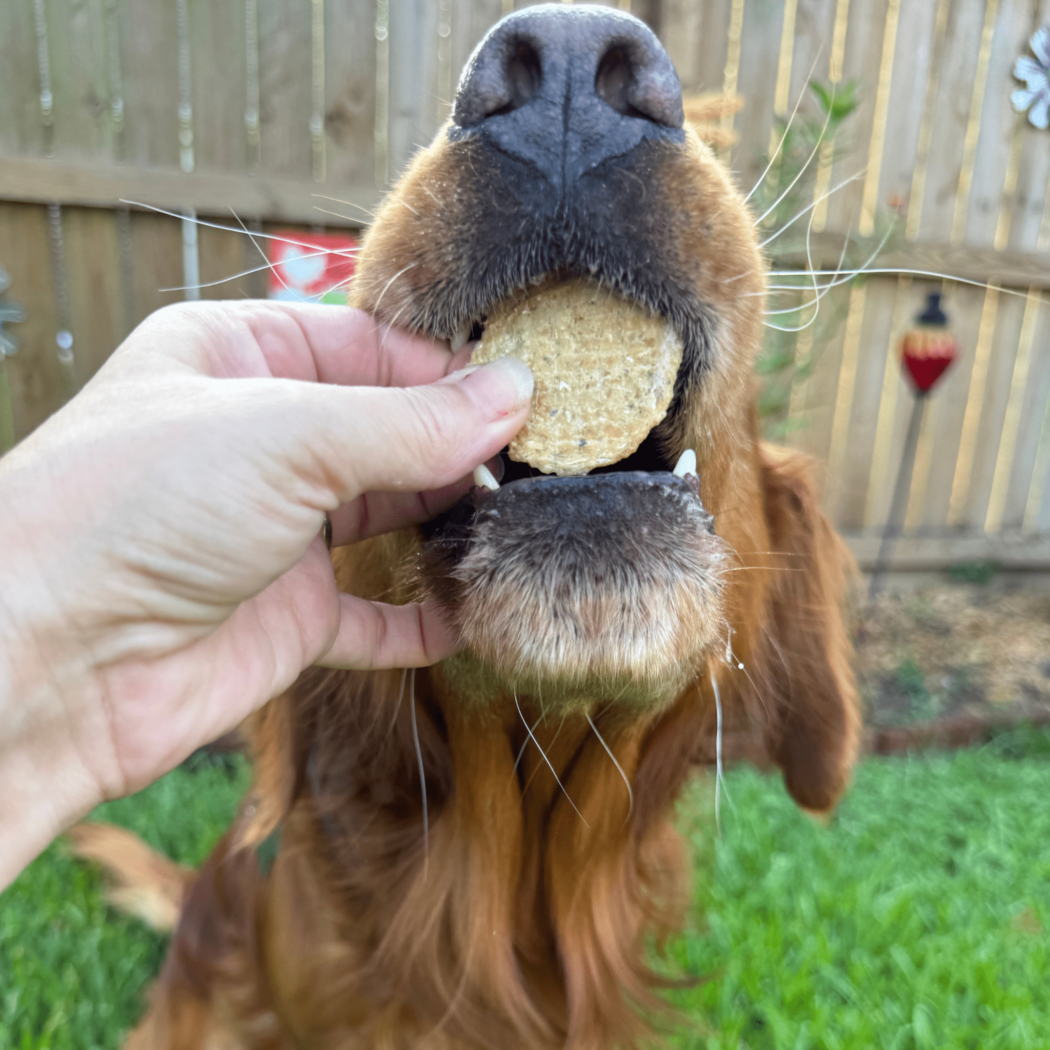 Fish Chips Snack Pack Bundles | Dog Treats for Training & Travel - Boske.store