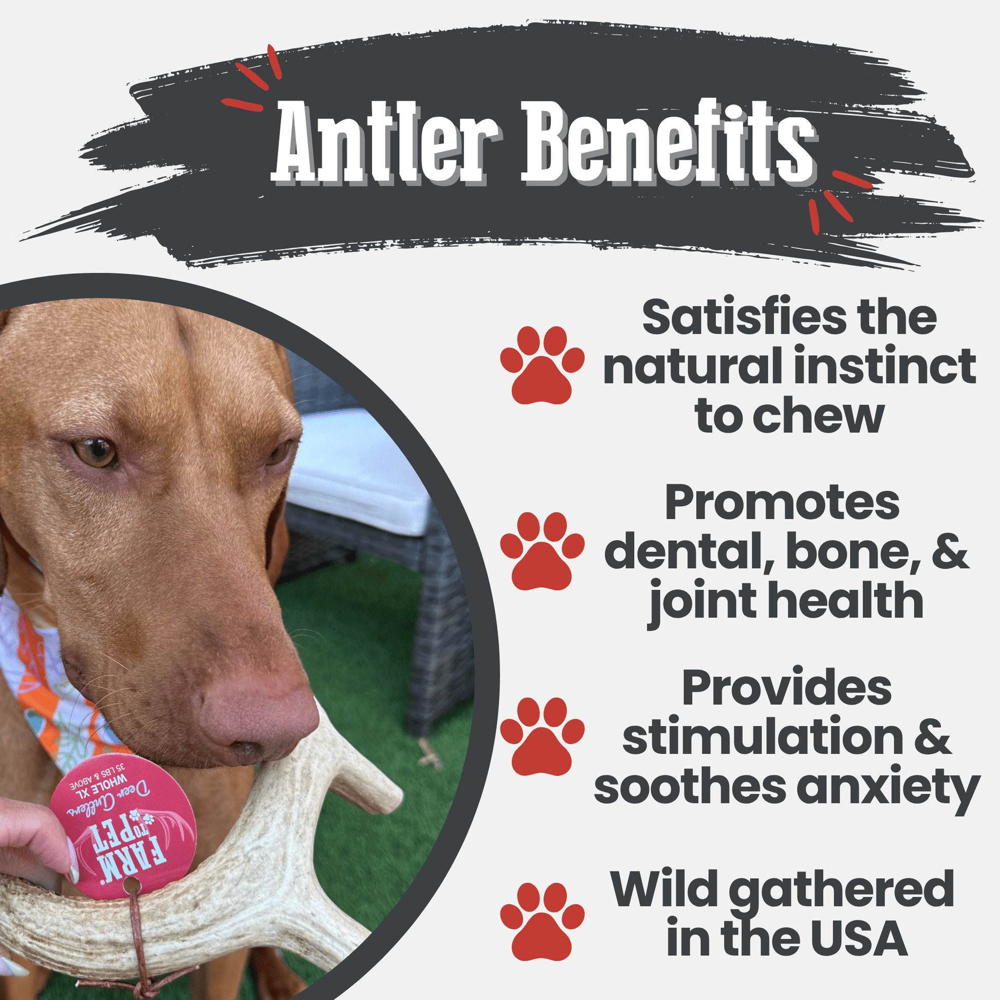 Deer Antler Dog Chews | Organic Chews for Dogs - Boske.store