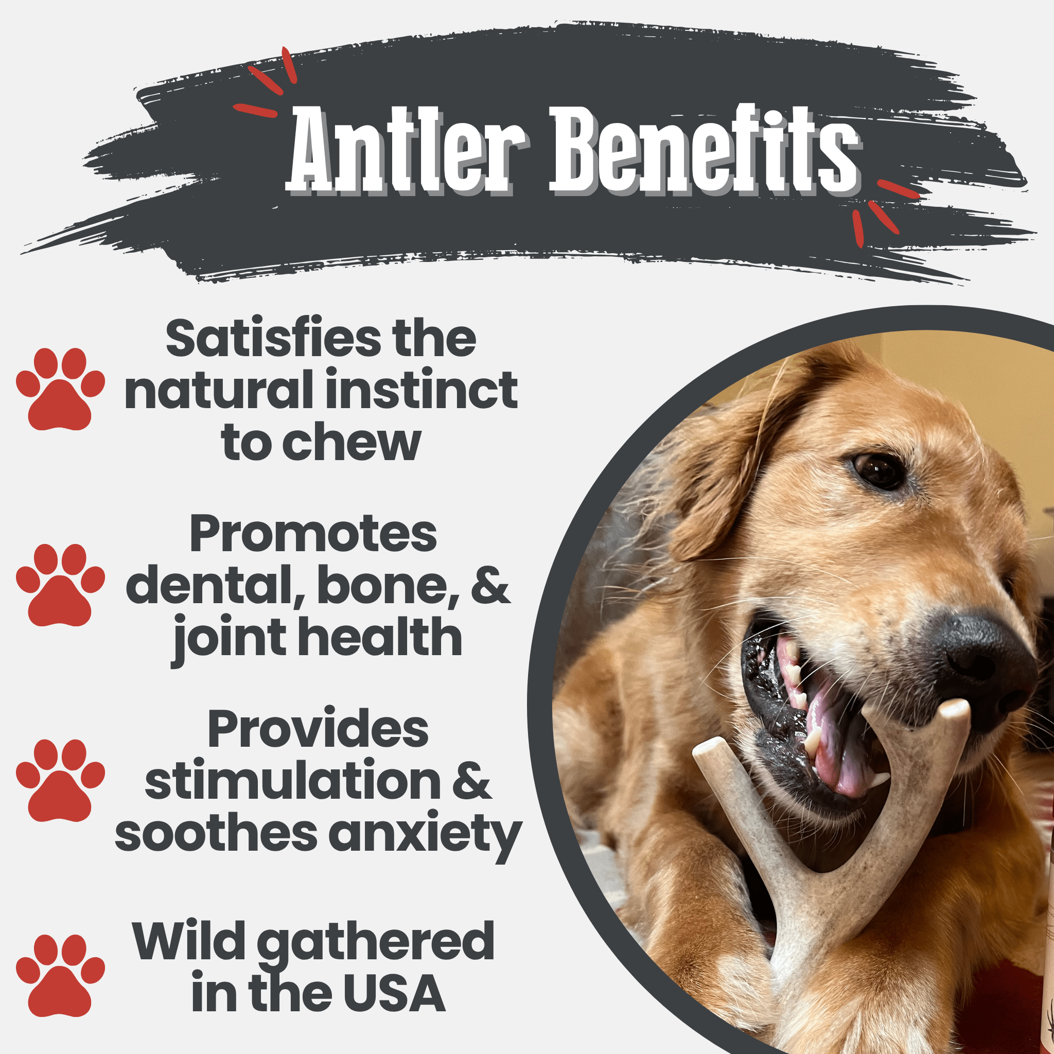 Deer Antler Dog Chews | Organic Chews for Dogs - Boske.store