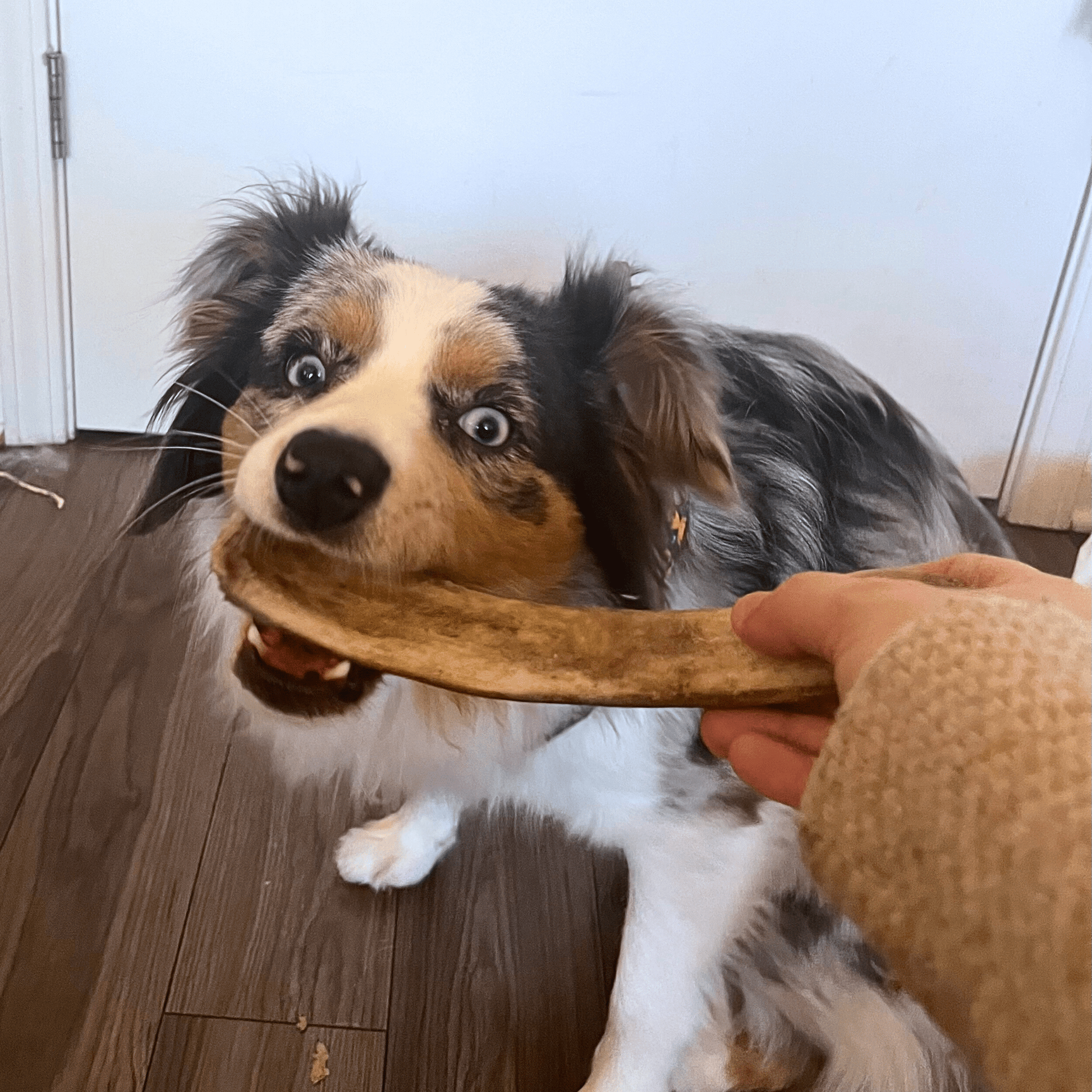 Reindeer Antler Dog Chews | Organic Chews for Dogs - Boske.store