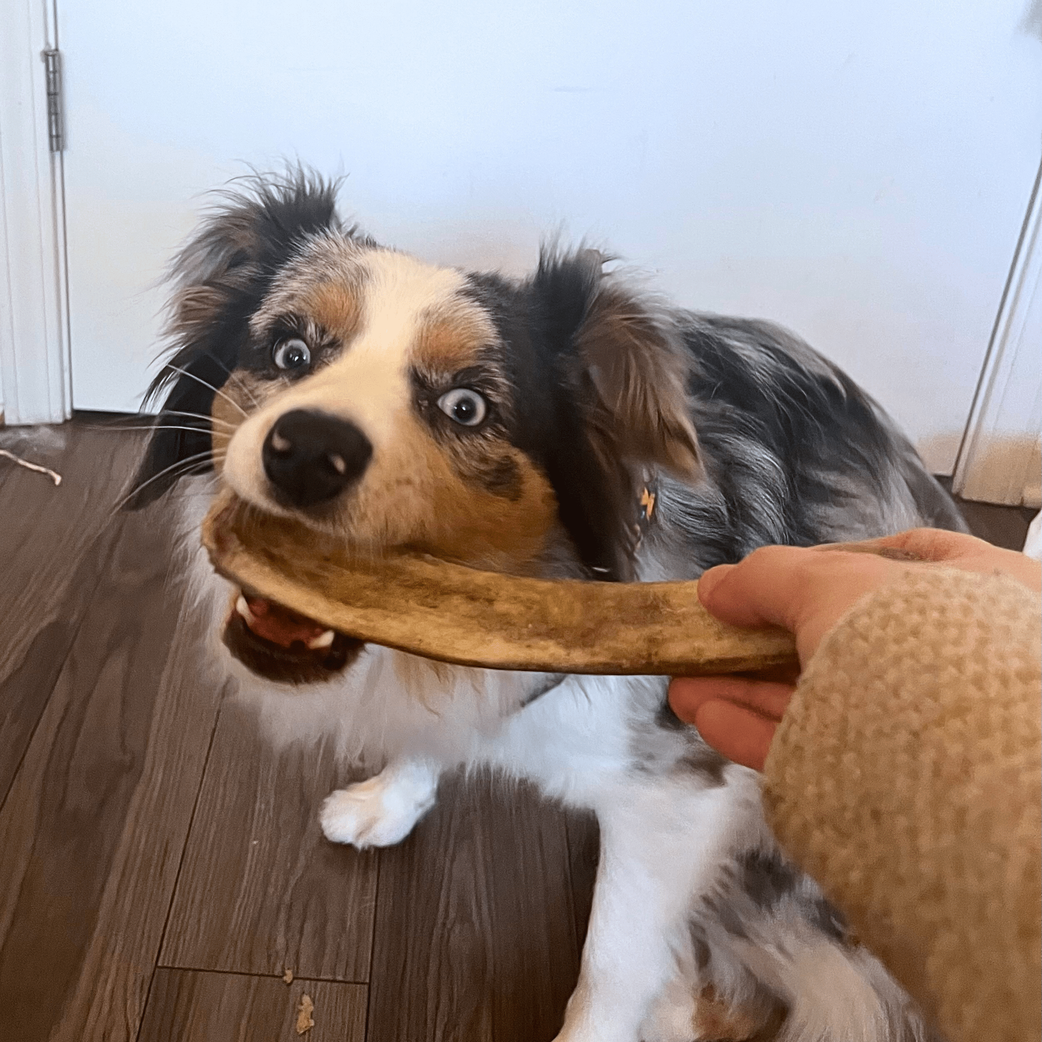 Reindeer Antler Dog Chews | Organic Chews for Dogs - Boske.store