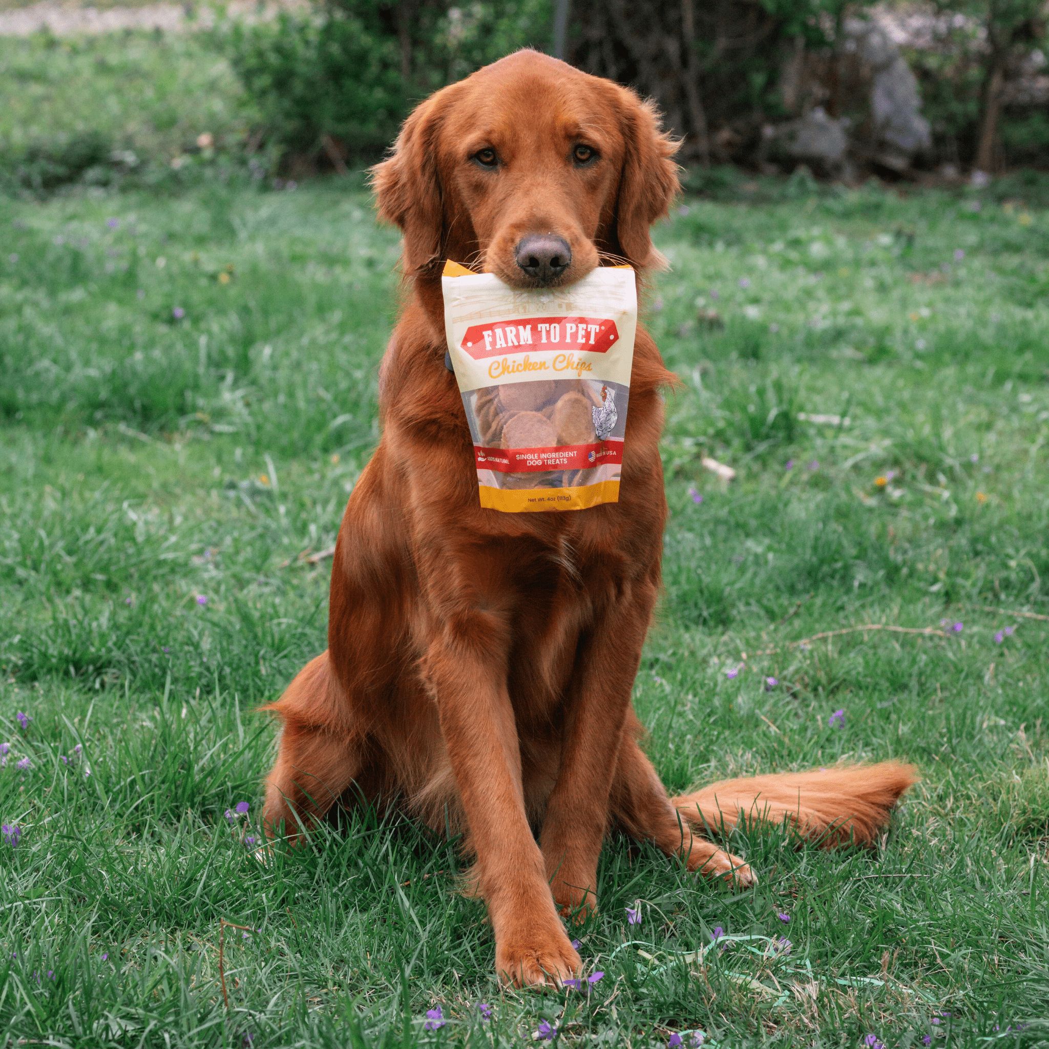 Chicken Chips for Dogs | All - Natural Single - Ingredient Dog Treats - Boske.store