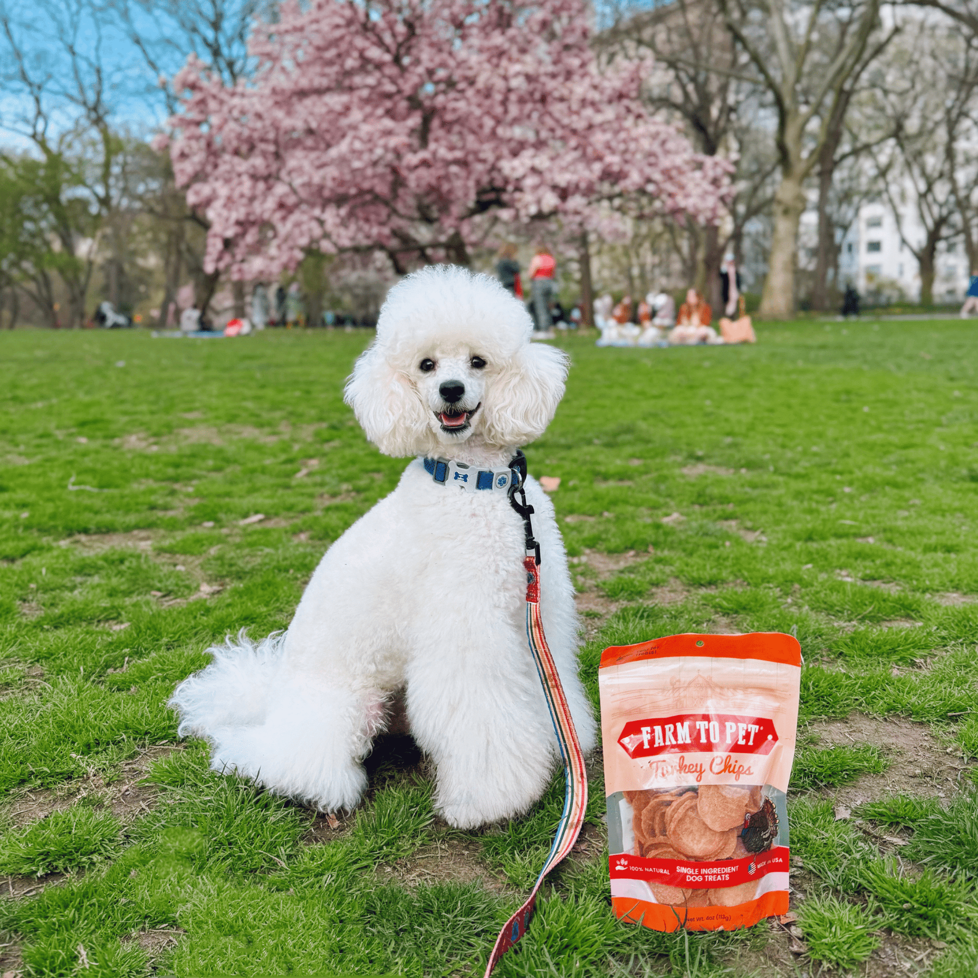 Turkey Chips for Dogs | All - Natural Single - Ingredient Healthy Dog Treats - Boske.store