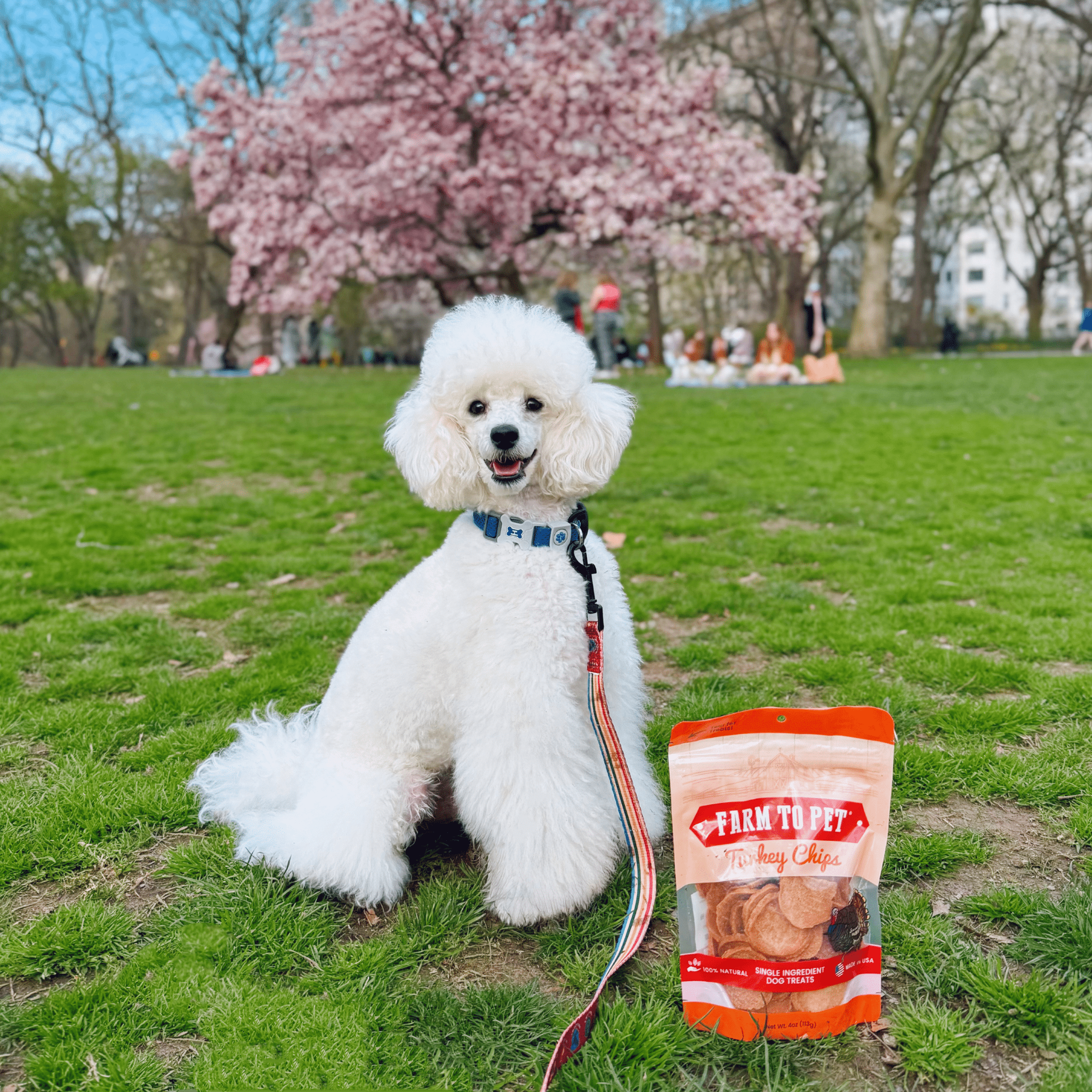 Turkey Chips for Dogs | All - Natural Single - Ingredient Healthy Dog Treats - Boske.store