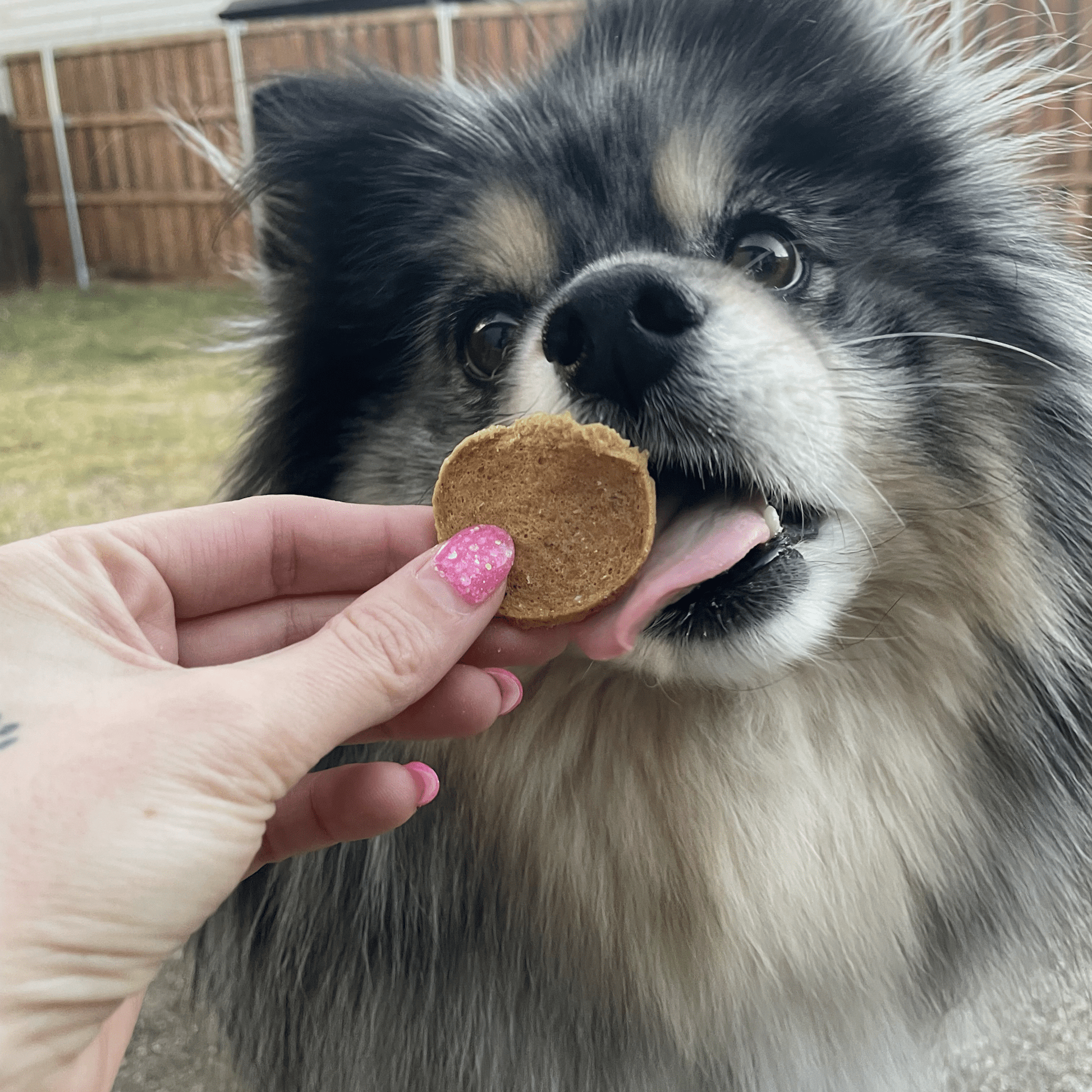 Fish Chips for Dogs | Wild - Caught Fish Dog Treats - Boske.store